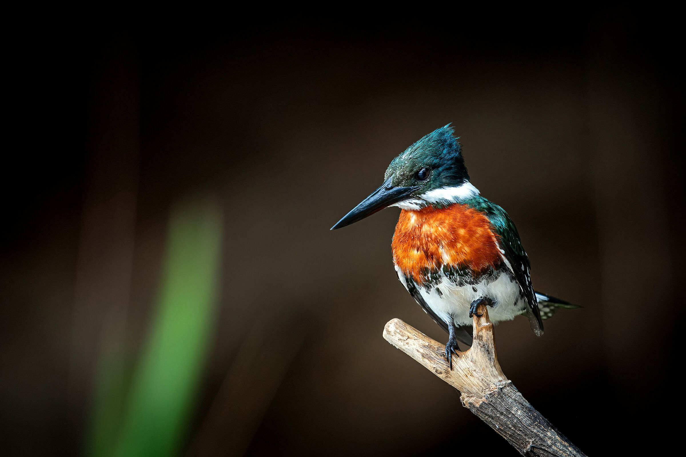 Amazonian kingfisher