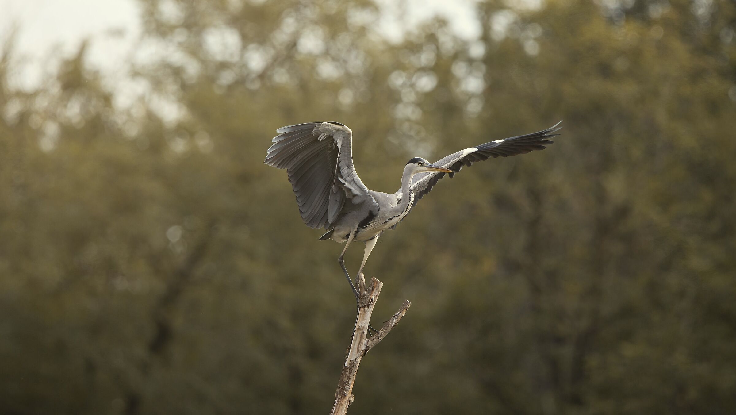 Heron