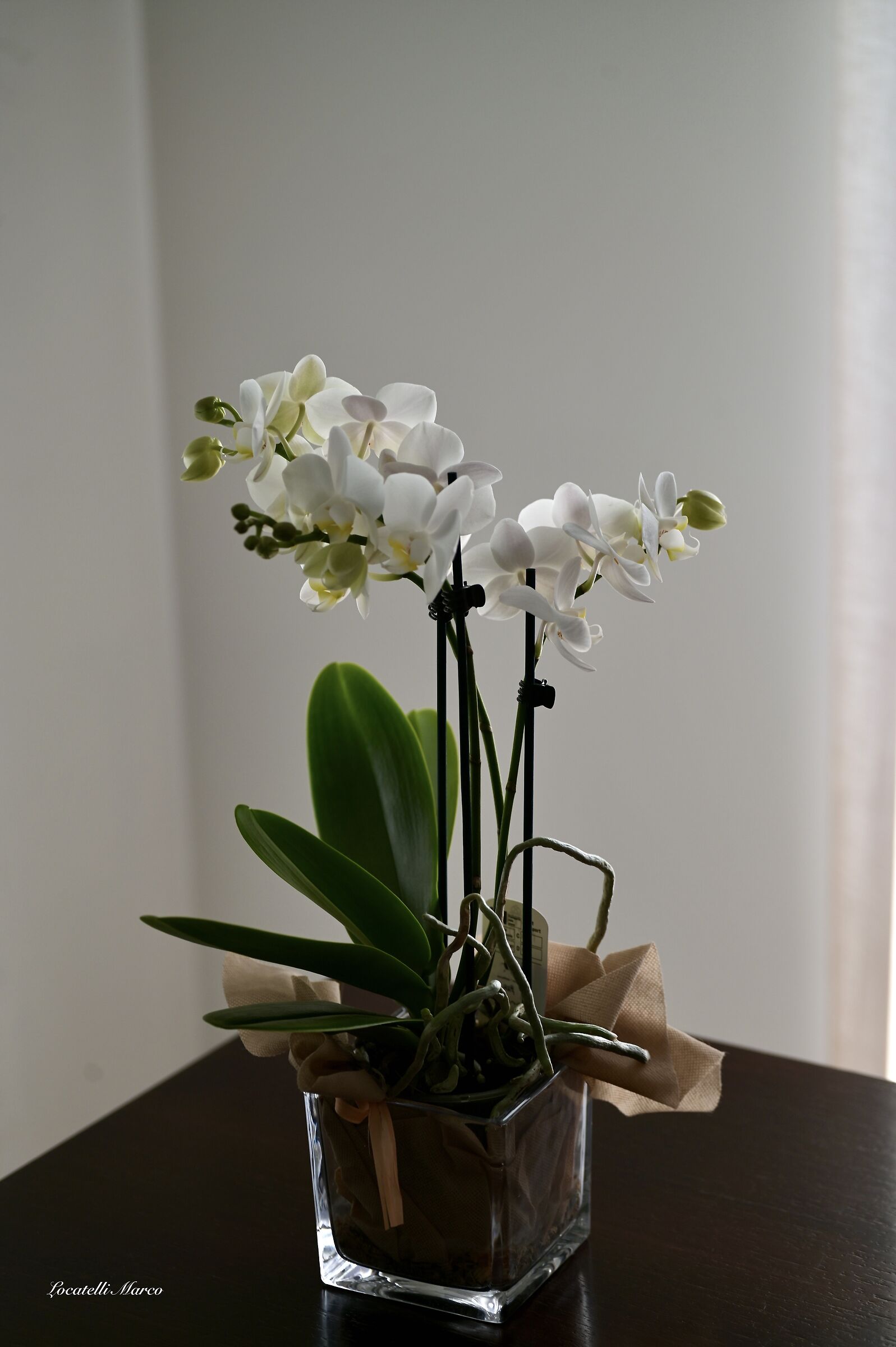 Orchid