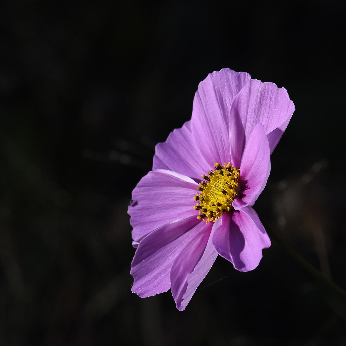 Cosmea in the garden in November