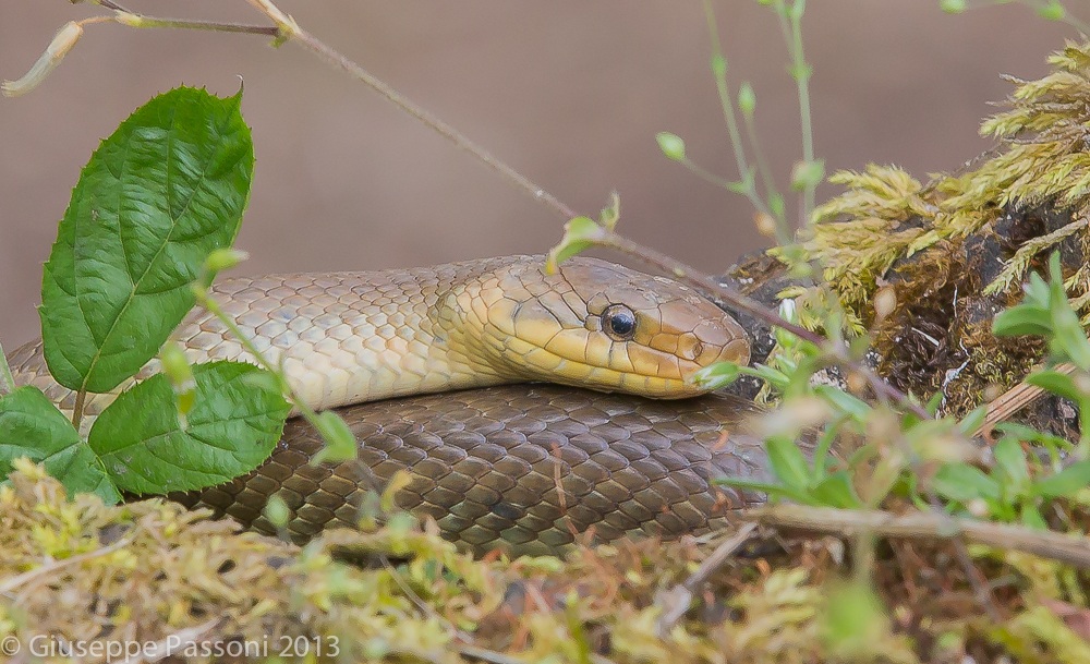 Saettone (Aesculapian)