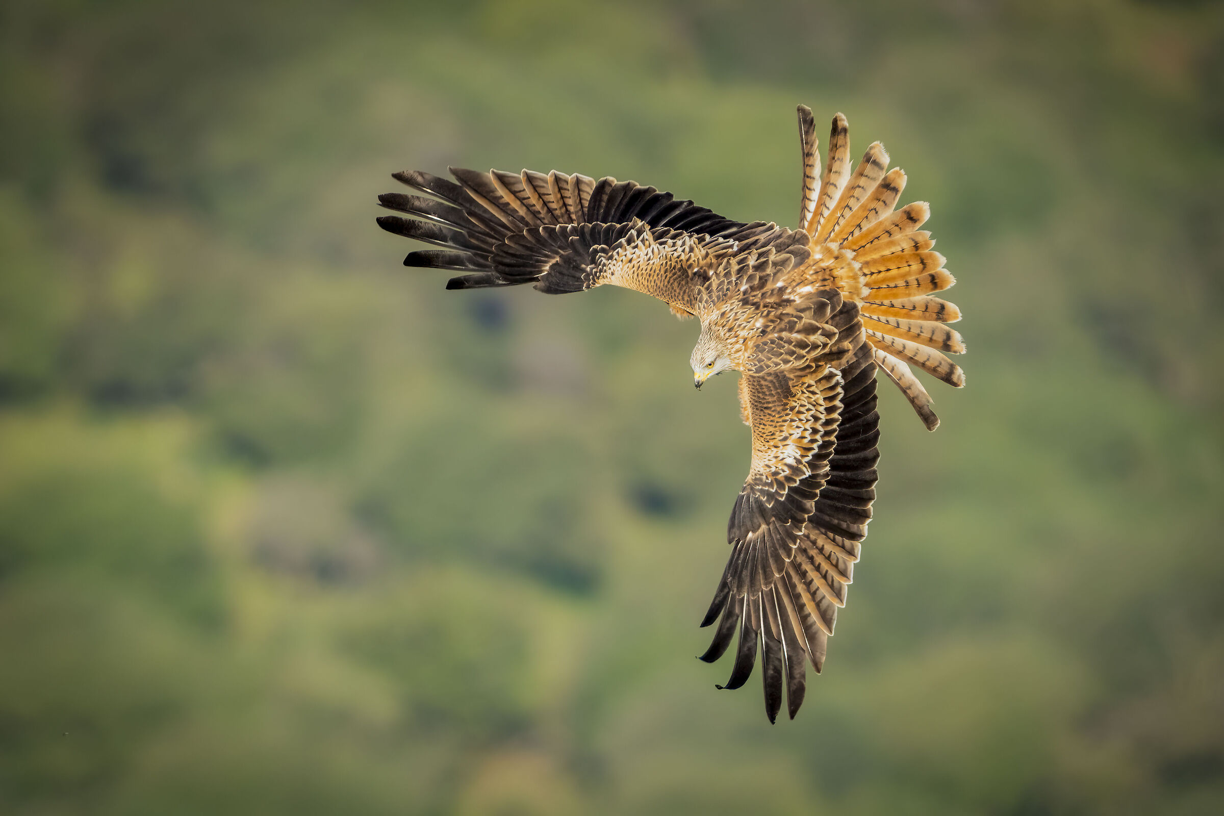 Nibbio reale (Milvus milvus)