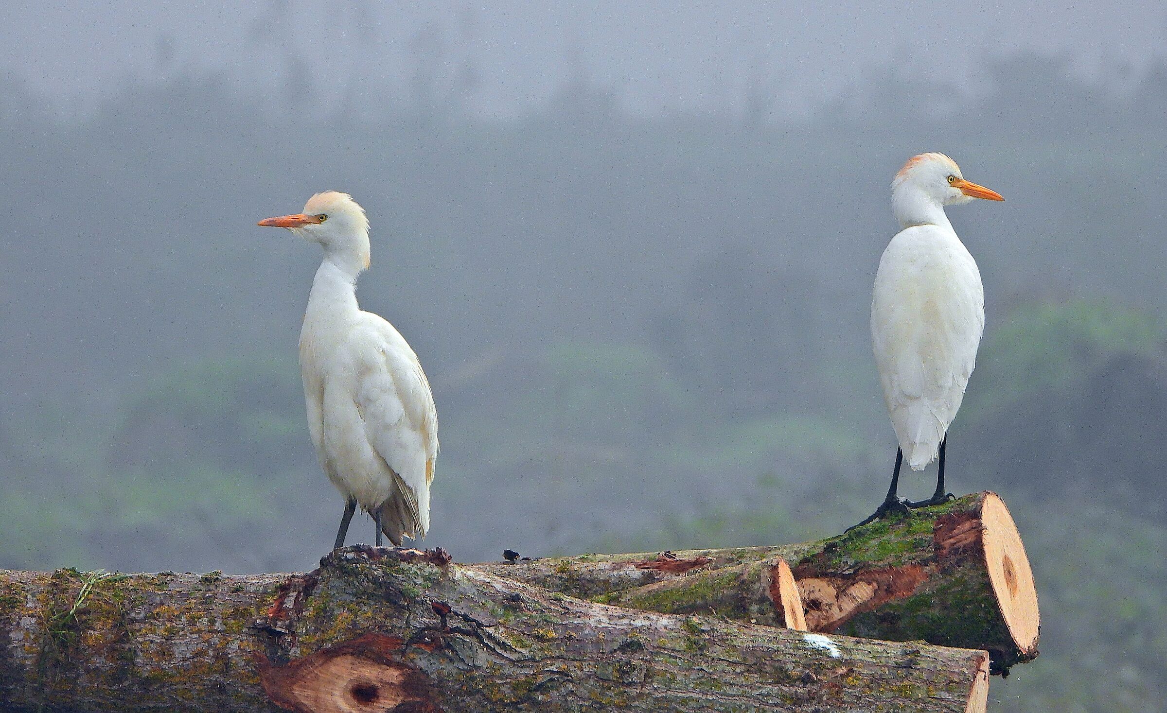 Lomellina cattle egrets