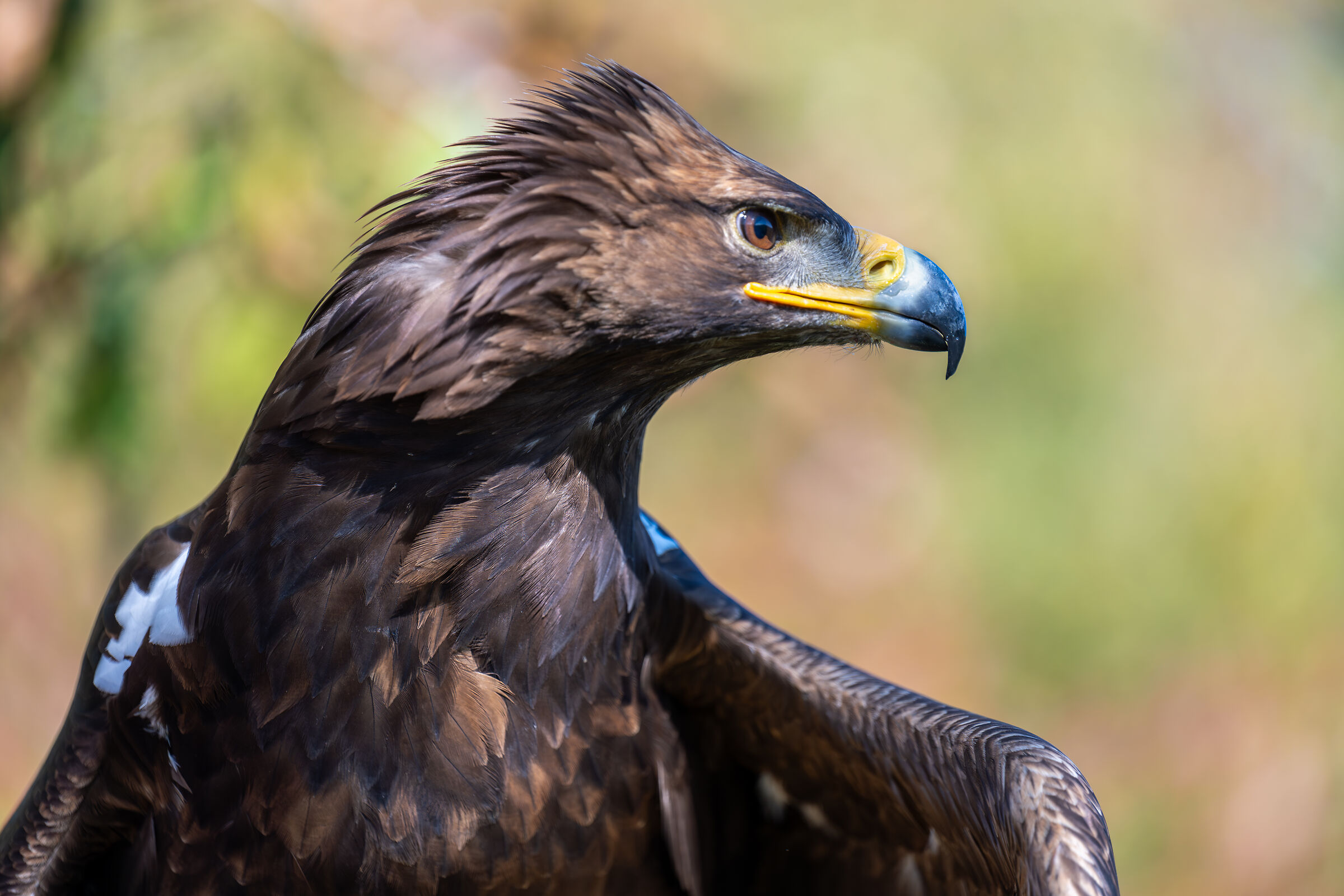 golden eagle