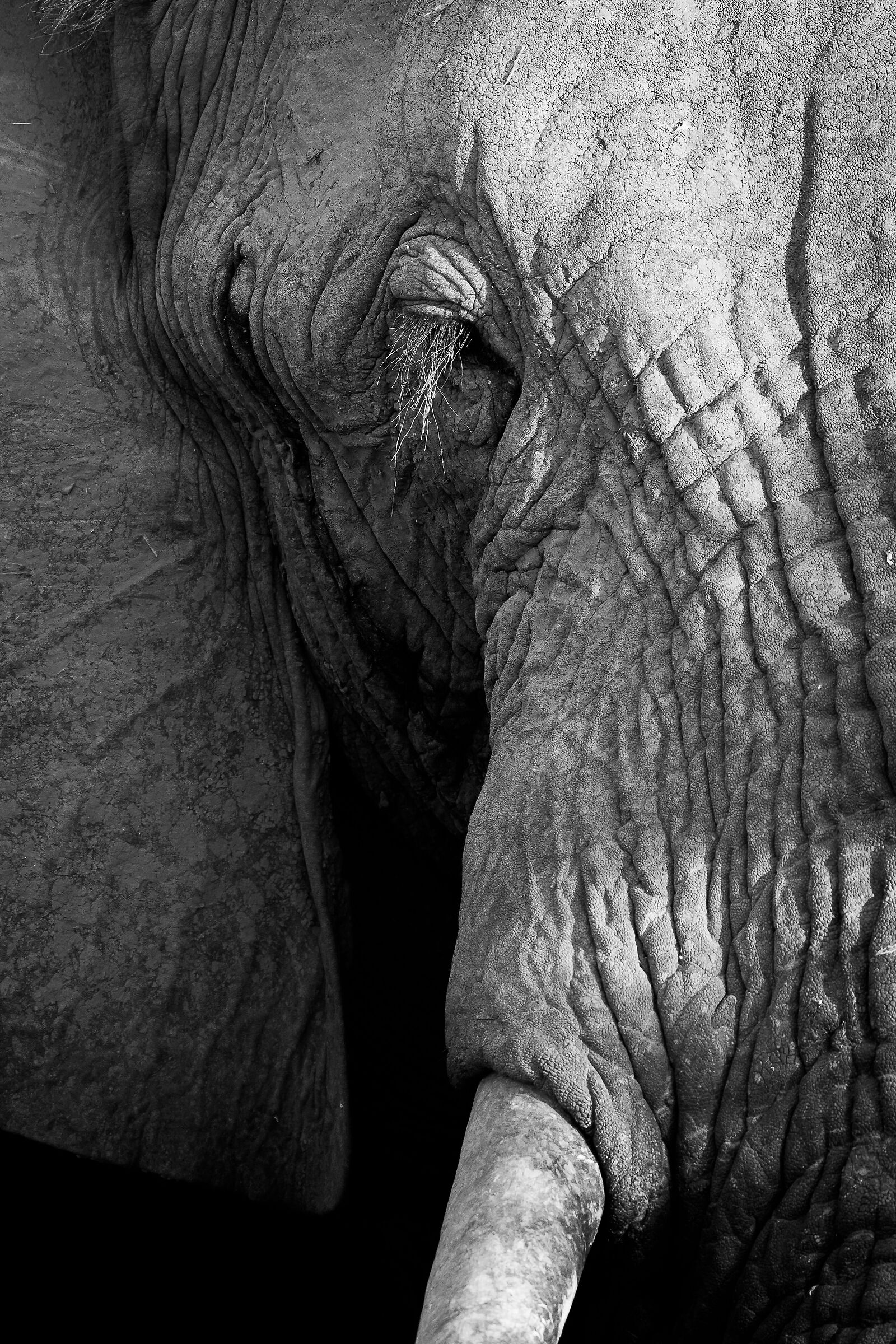 Ritratto di Elefante