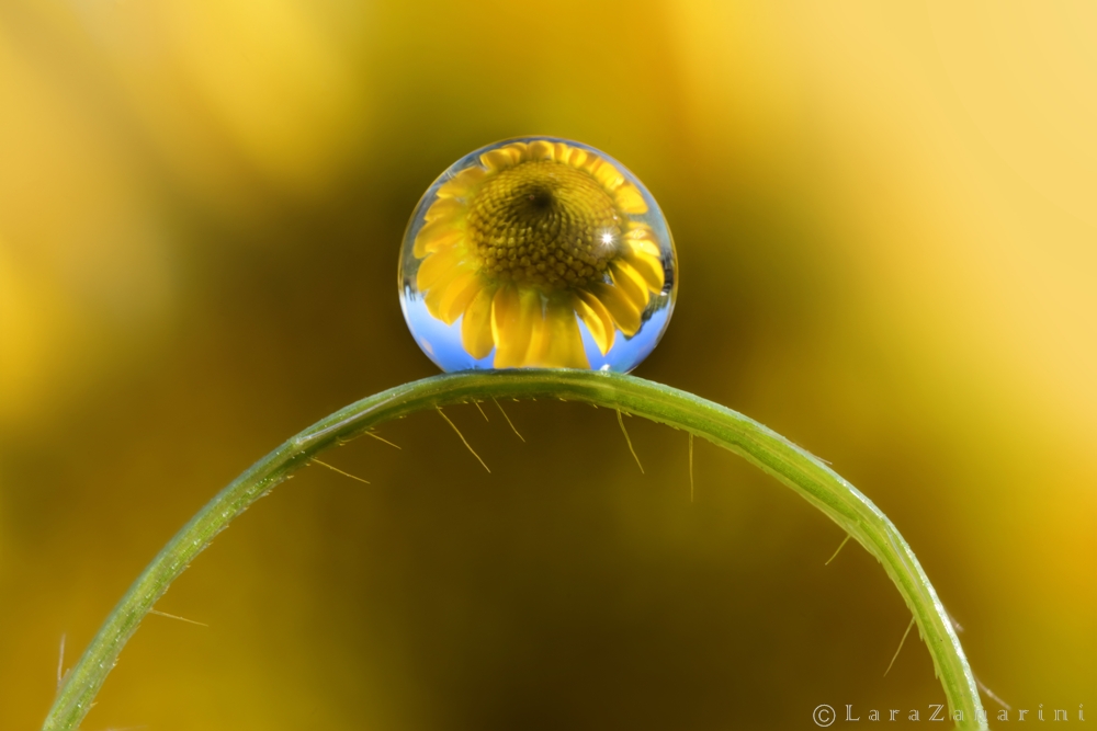 riflesso di una margherita