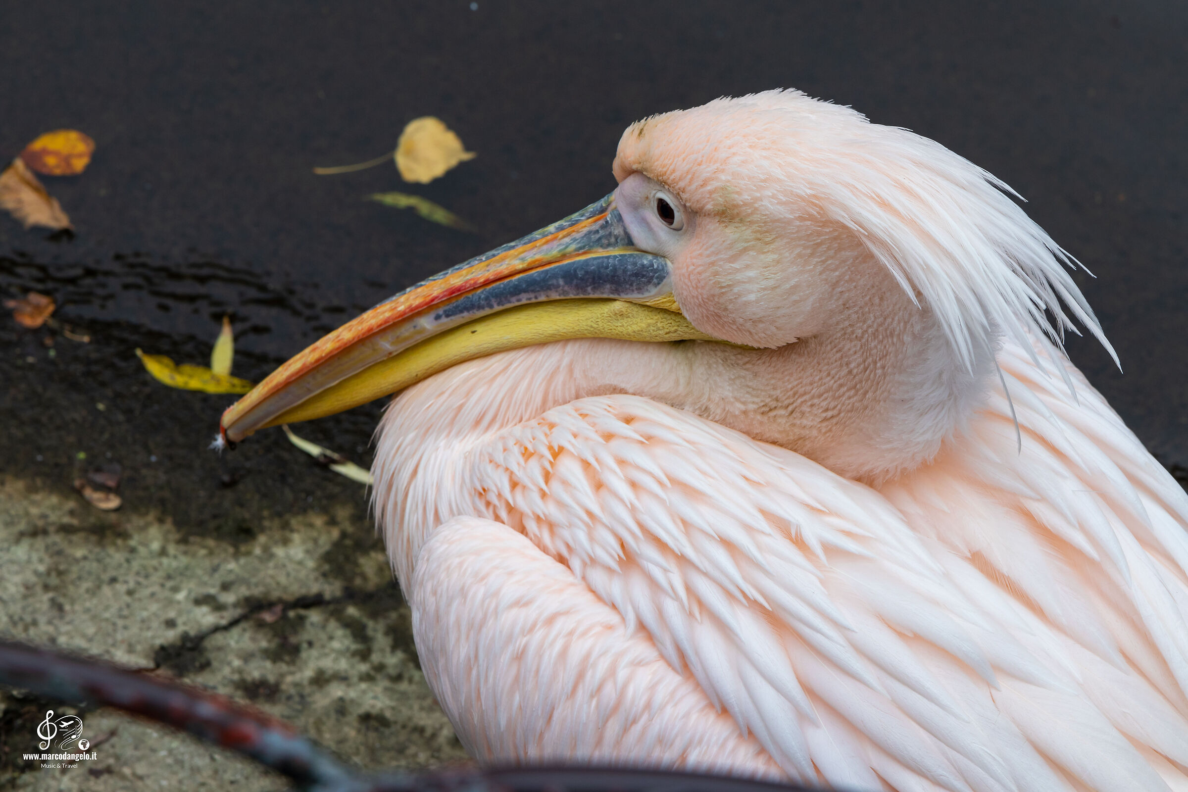 Pelican St. James Park