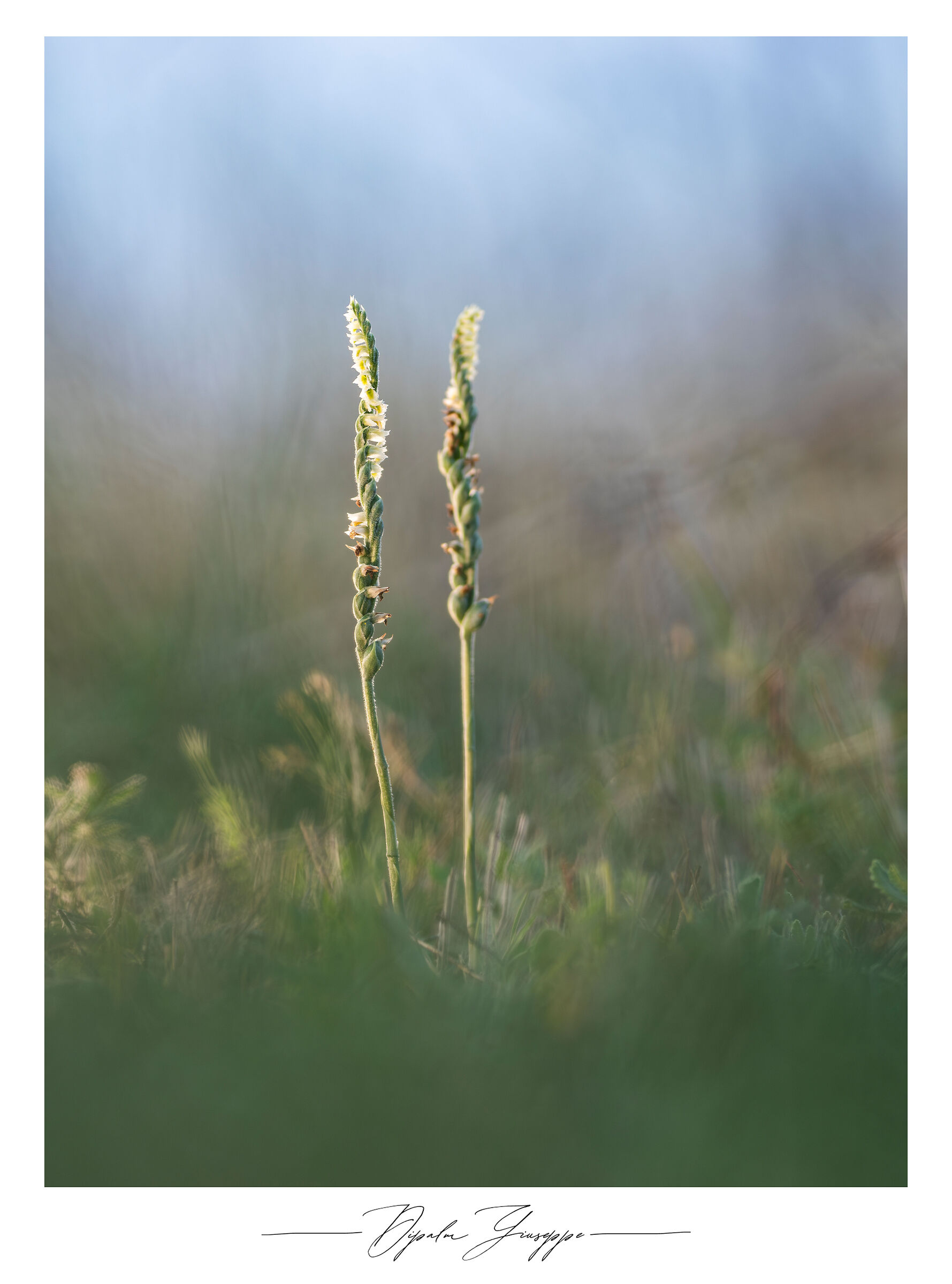 Spiranthes spiralis