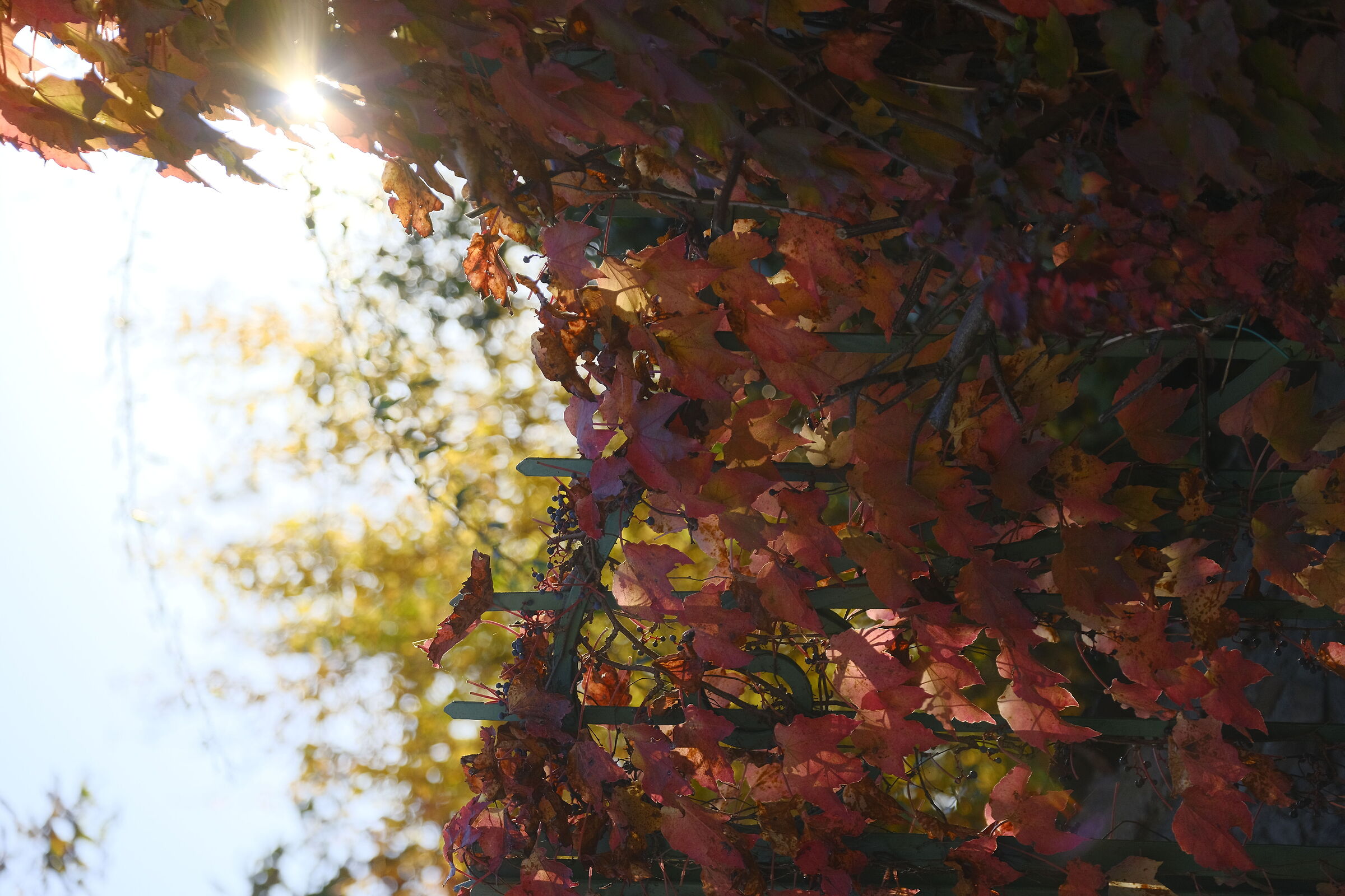Primo piano di un cancello autunnale