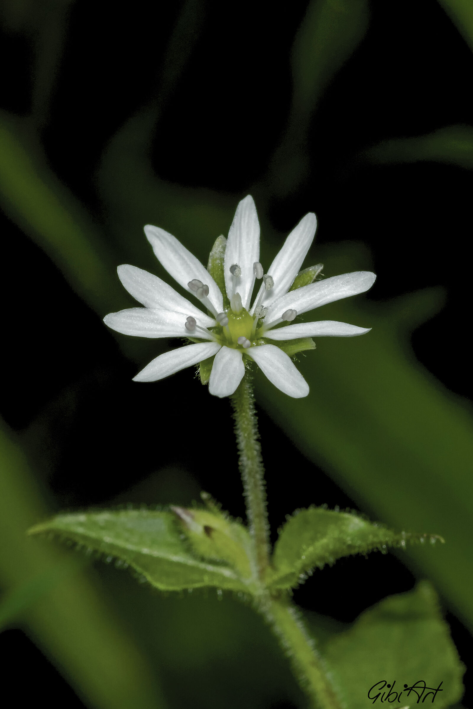 Fiorellino bianco