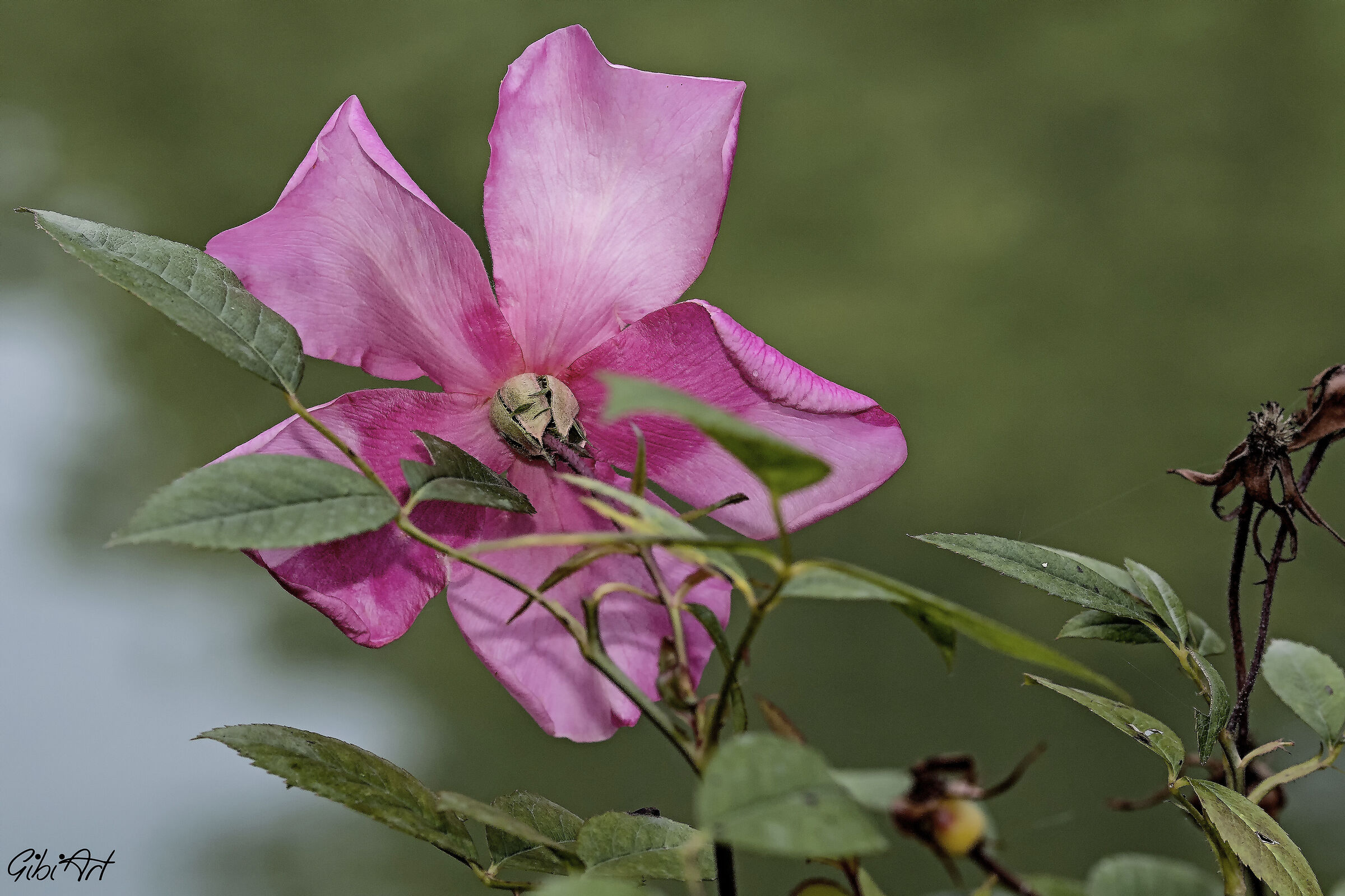Rosa selvatica