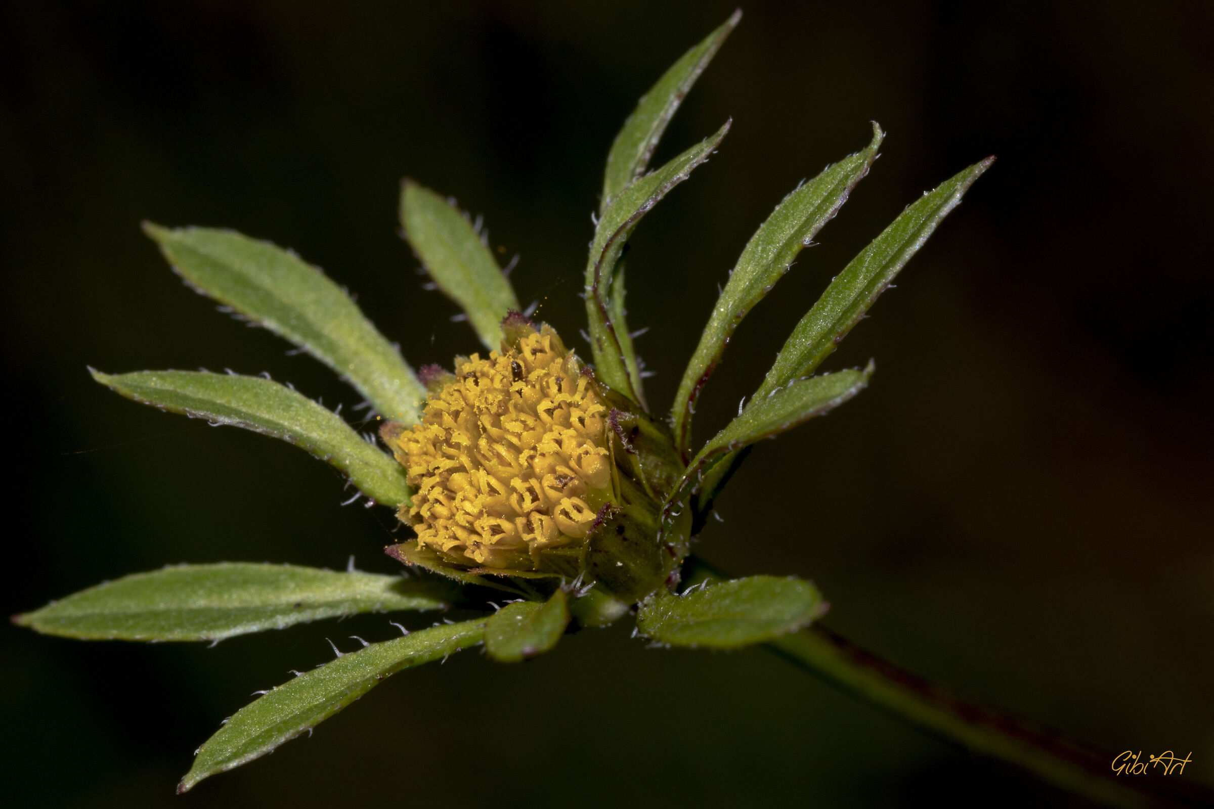 Fiore Giallo