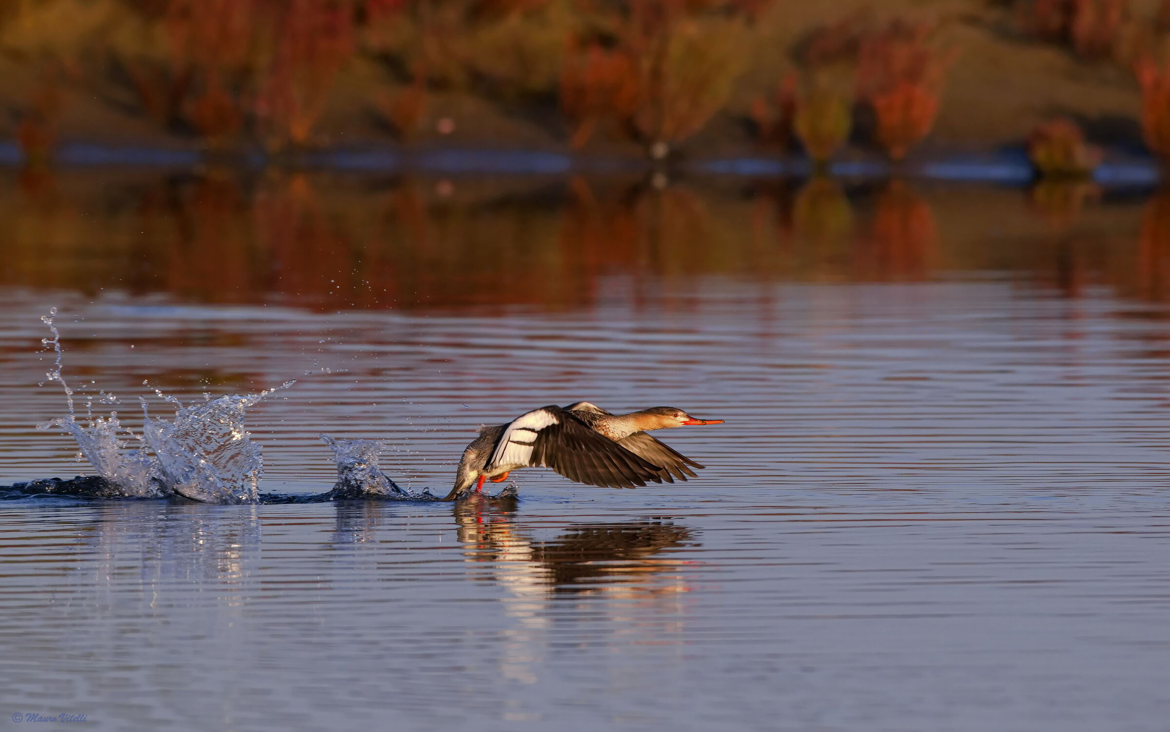 Lesser Merganser (Mergus serrator)