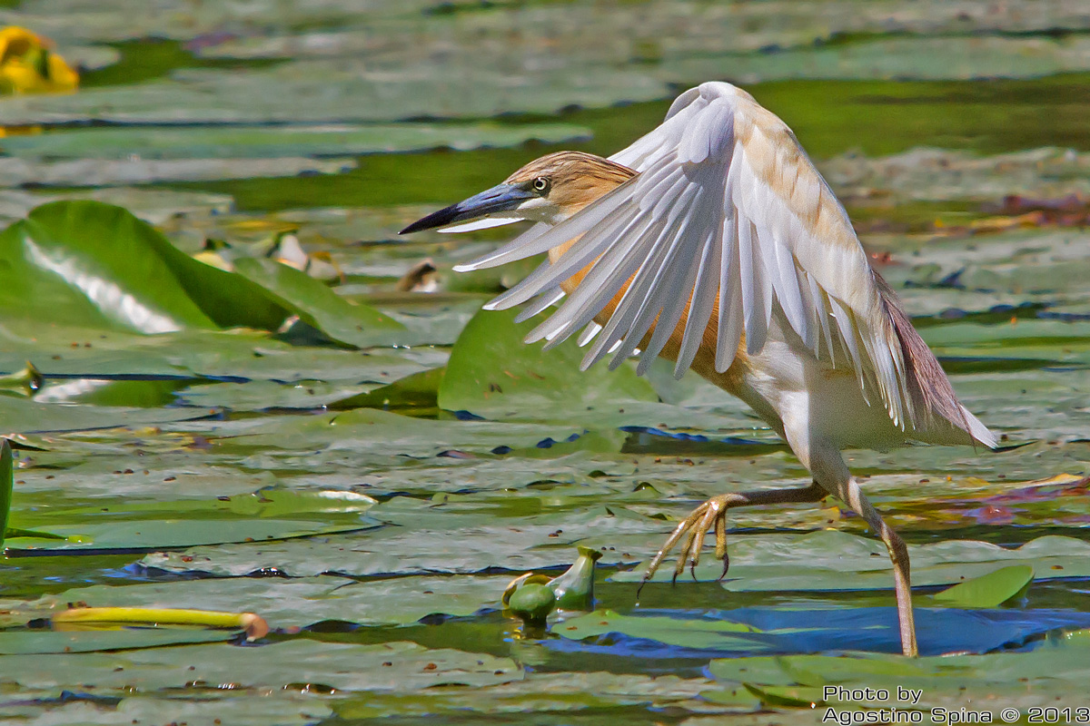 La danza della Sgarza ciuffetto