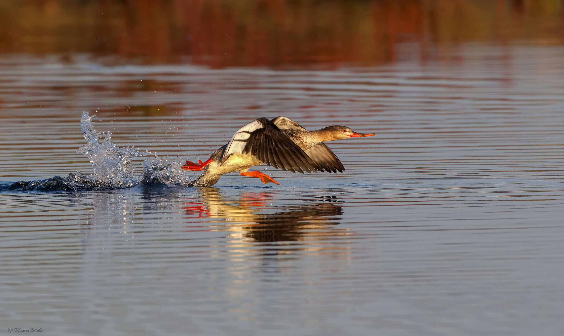 Lesser Merganser (Mergus serrator)