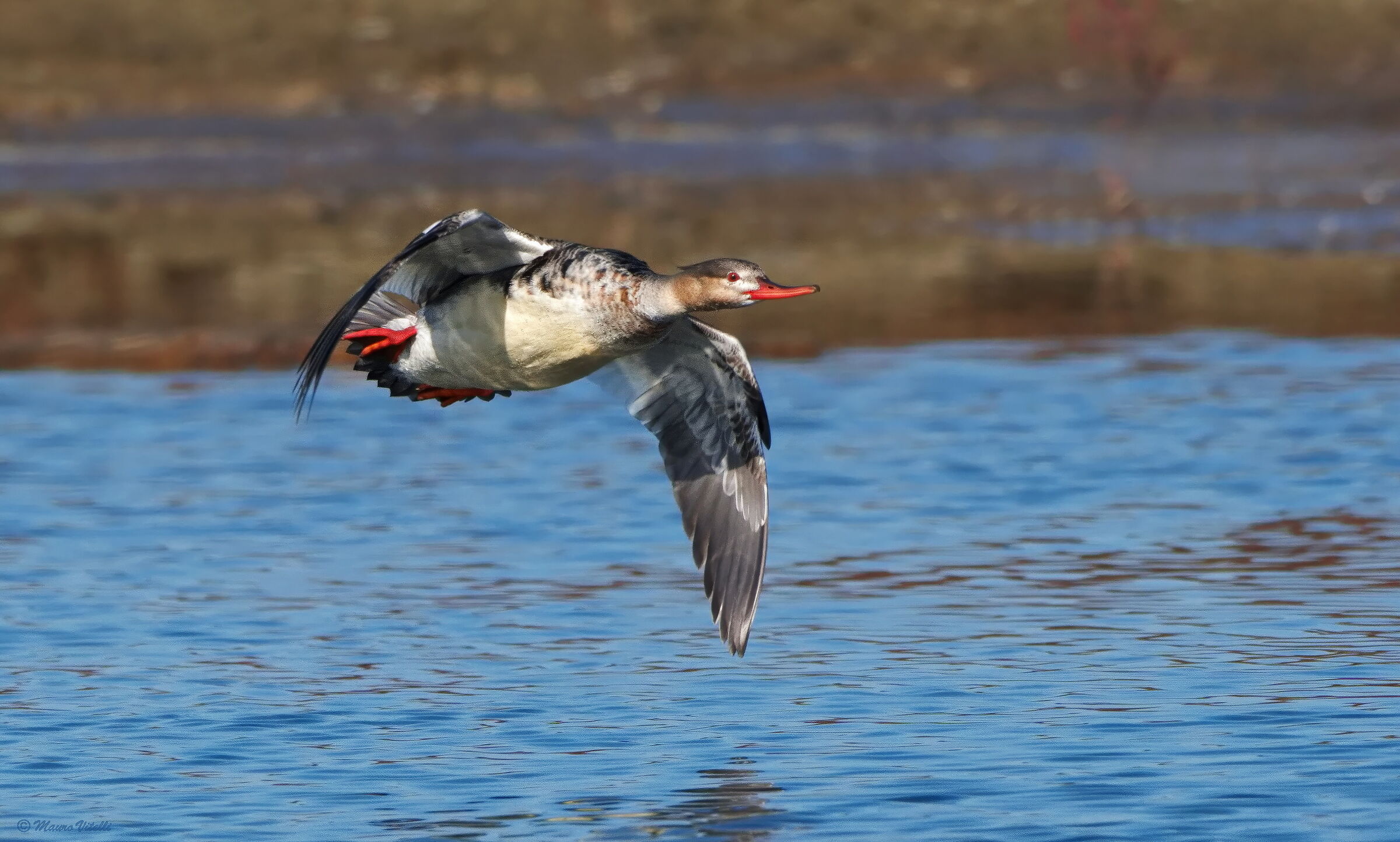Lesser Merganser (Mergus serrator)