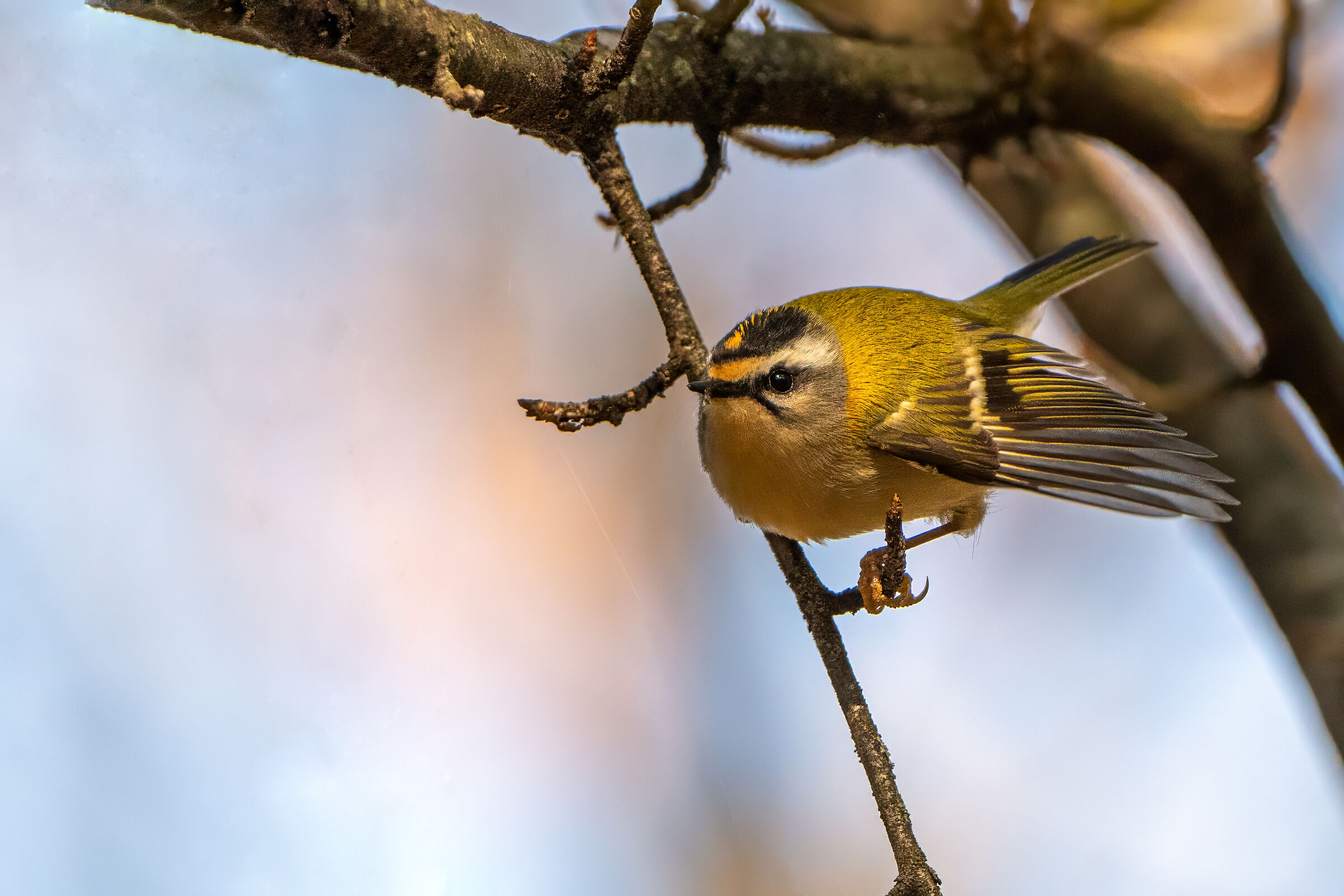 Firecrest