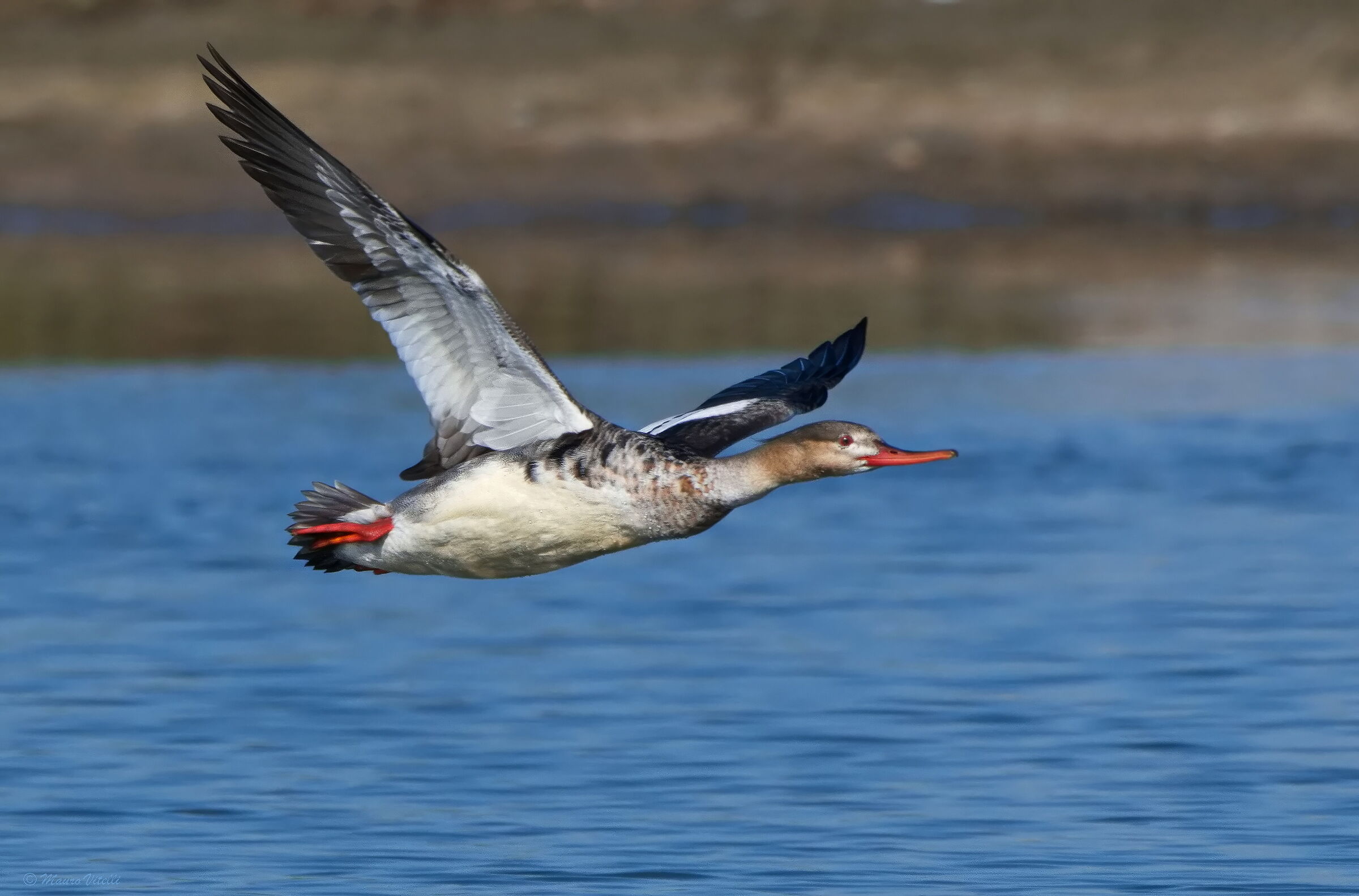 Lesser Merganser (Mergus serrator)