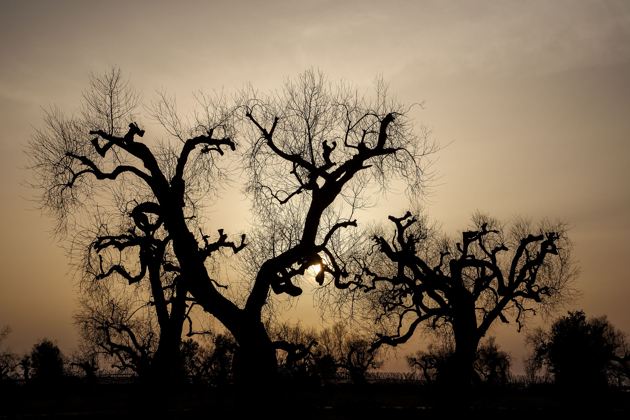 Olive trees of Salento