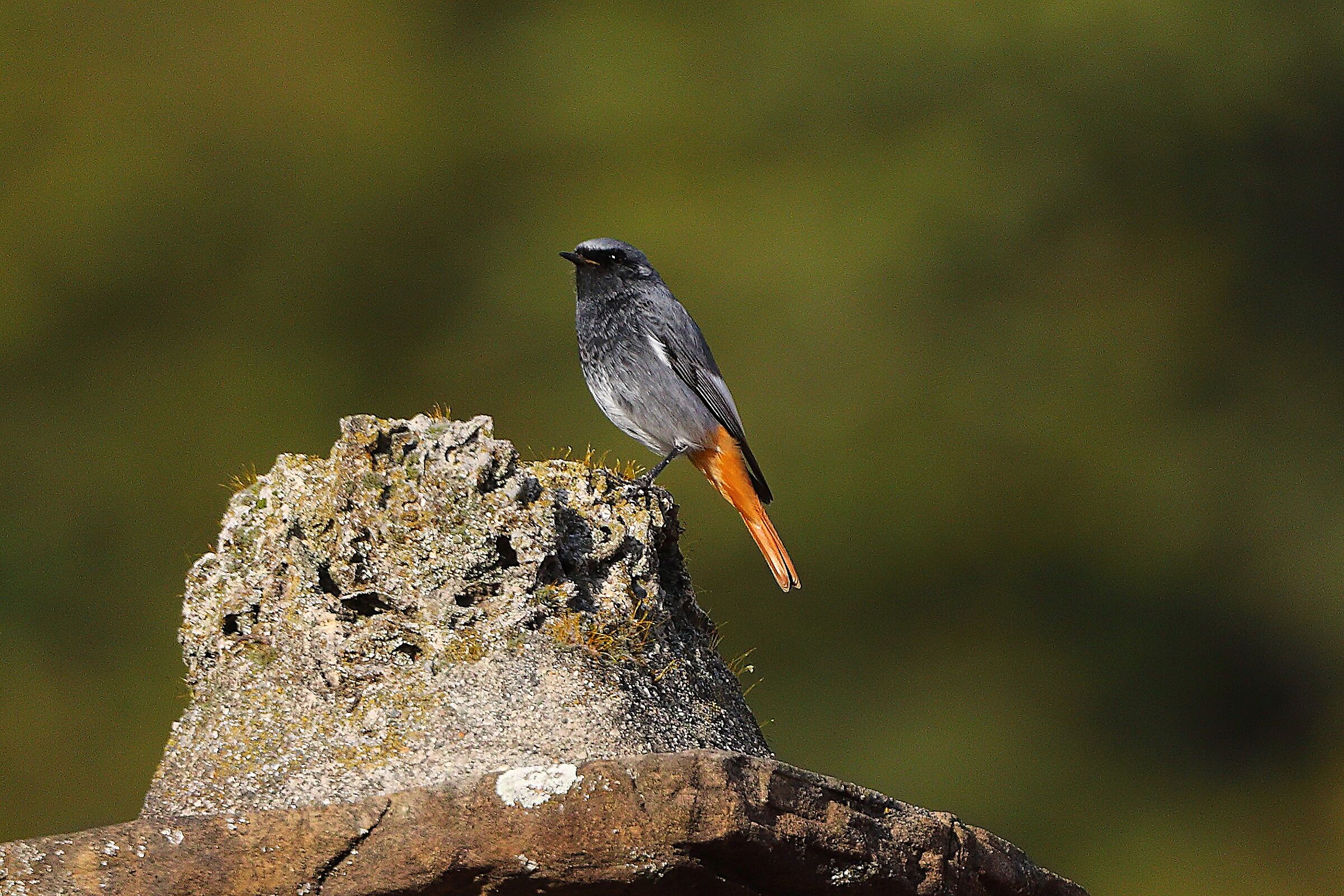Codirosso S M 31 ottobre 2024 - 0007