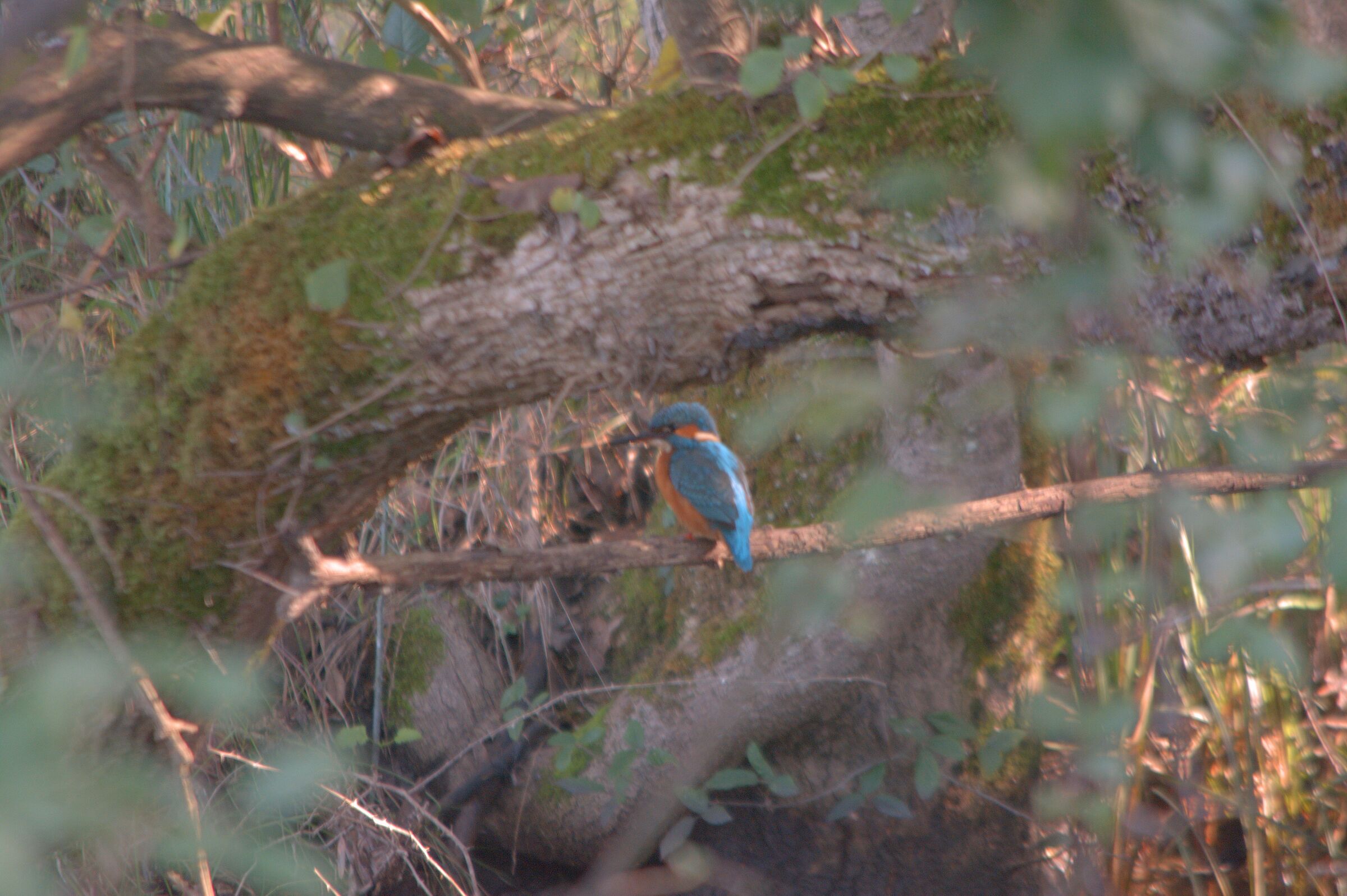 Kingfisher