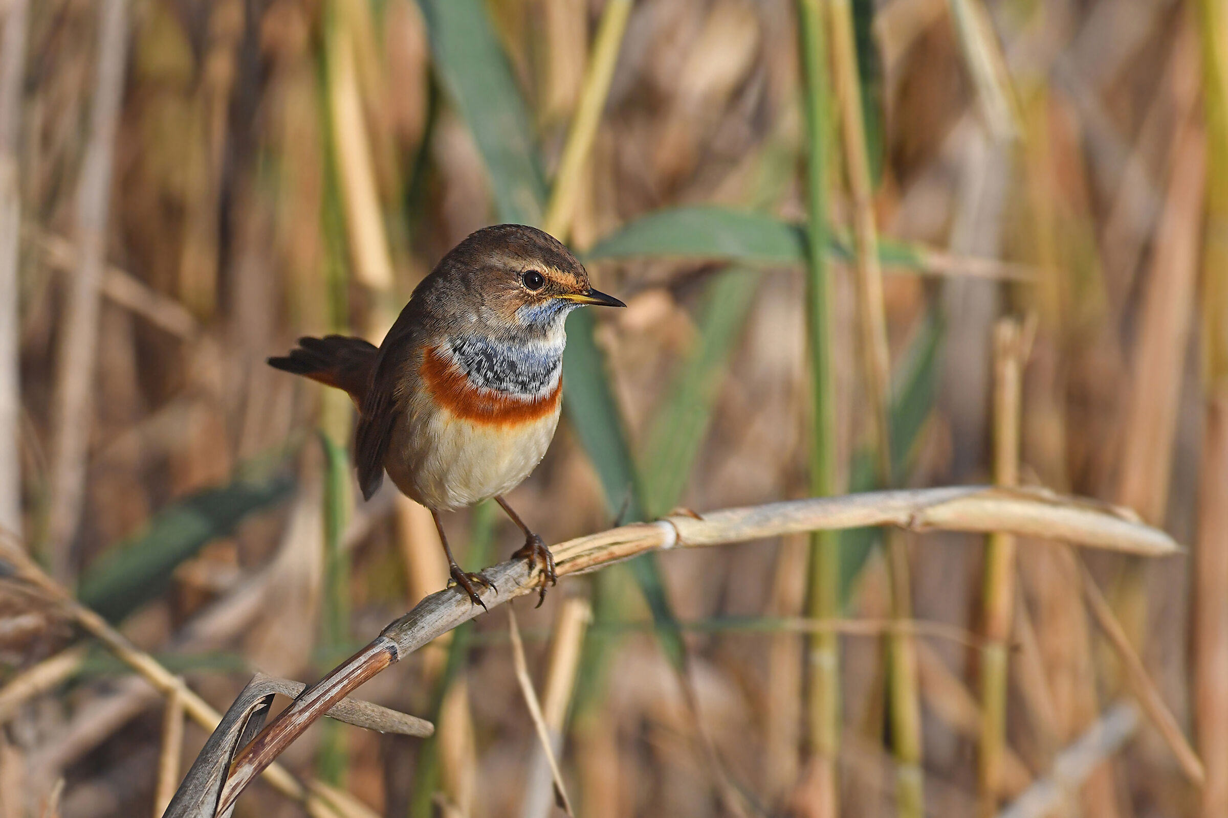 Stories of feathers 6 ( Bluecomb )