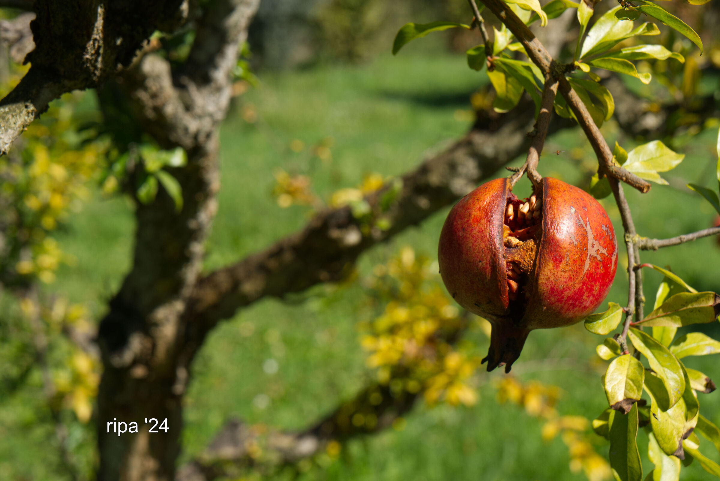 Autunno in Sabina #1