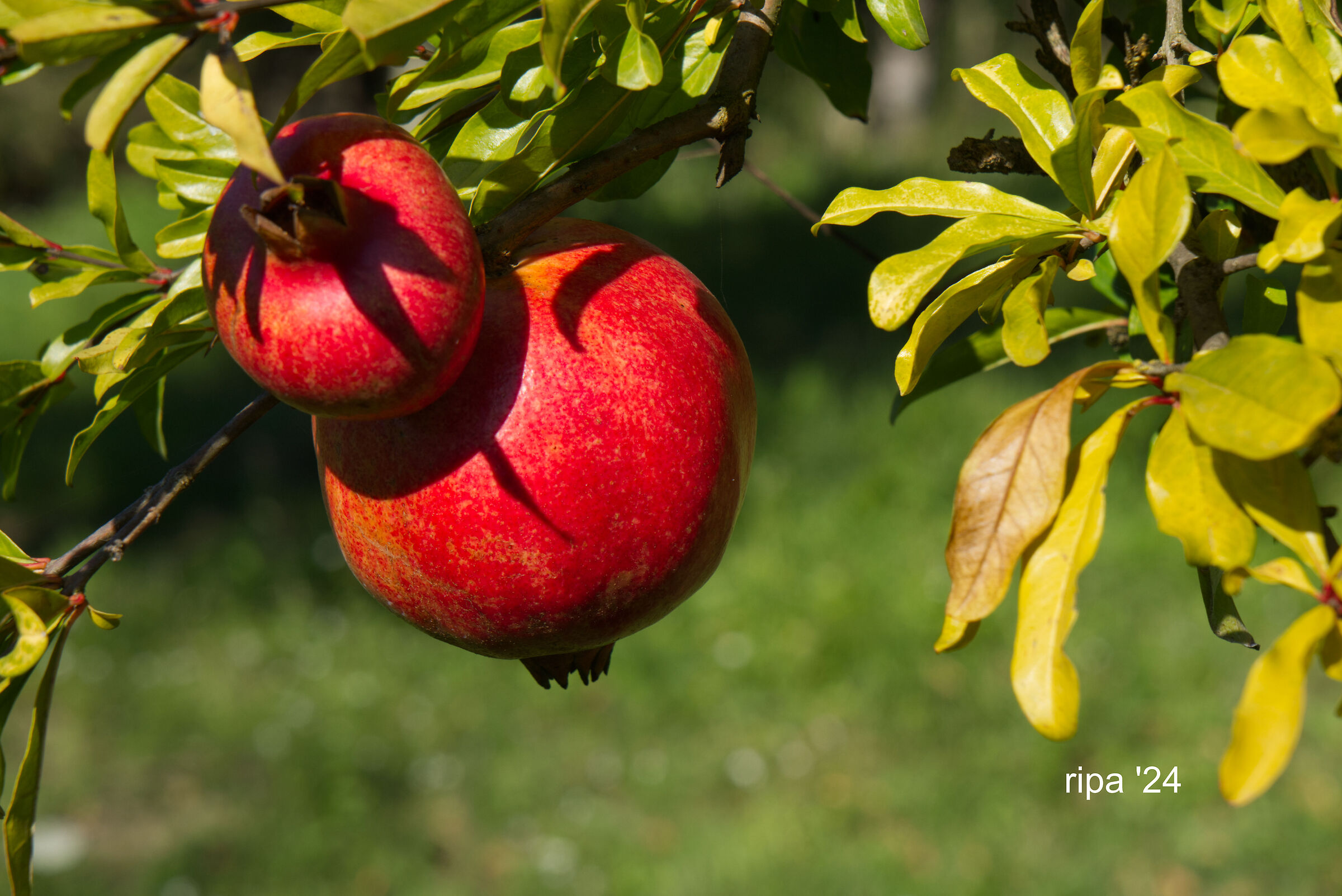 Autunno in Sabina #2