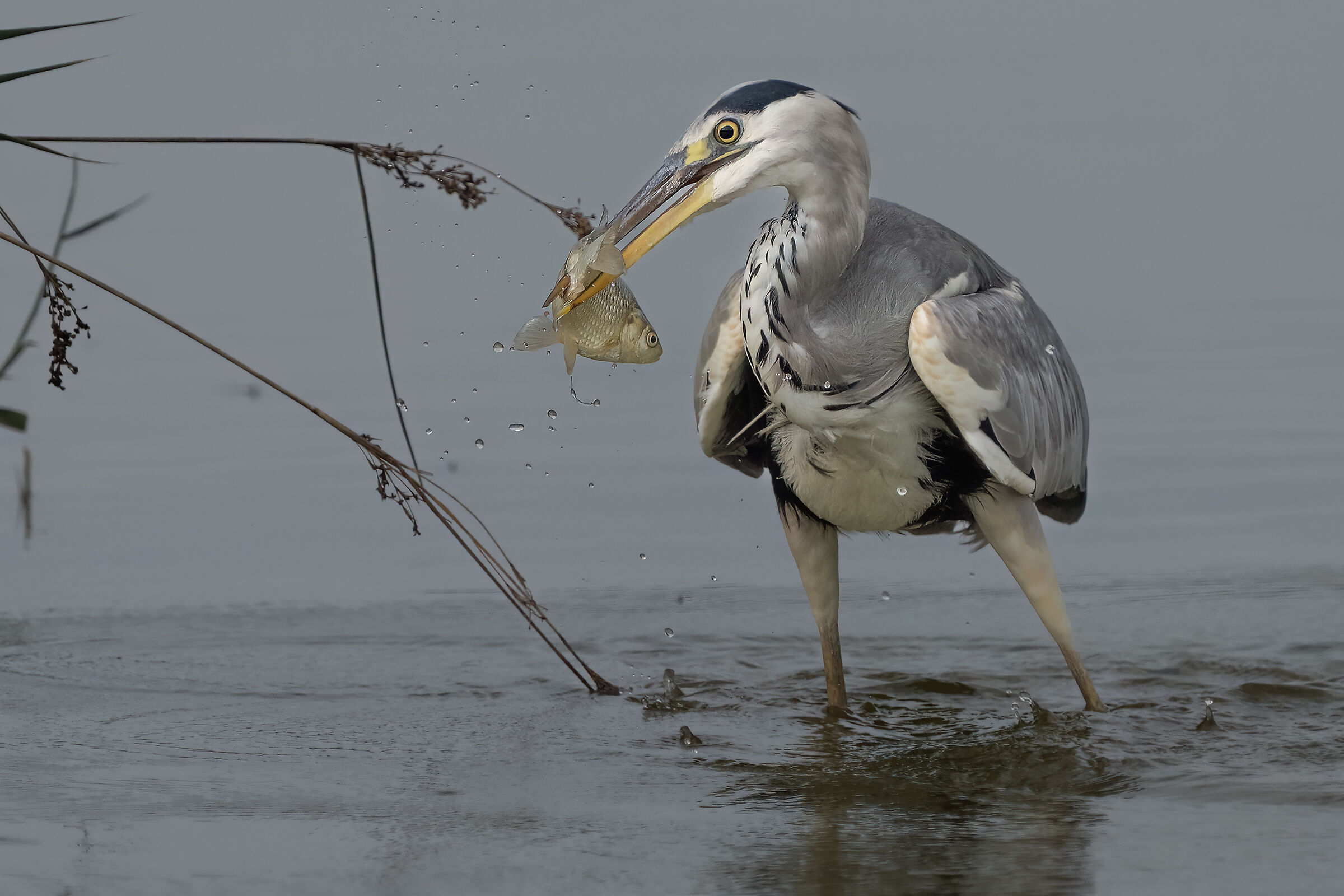 The capture
