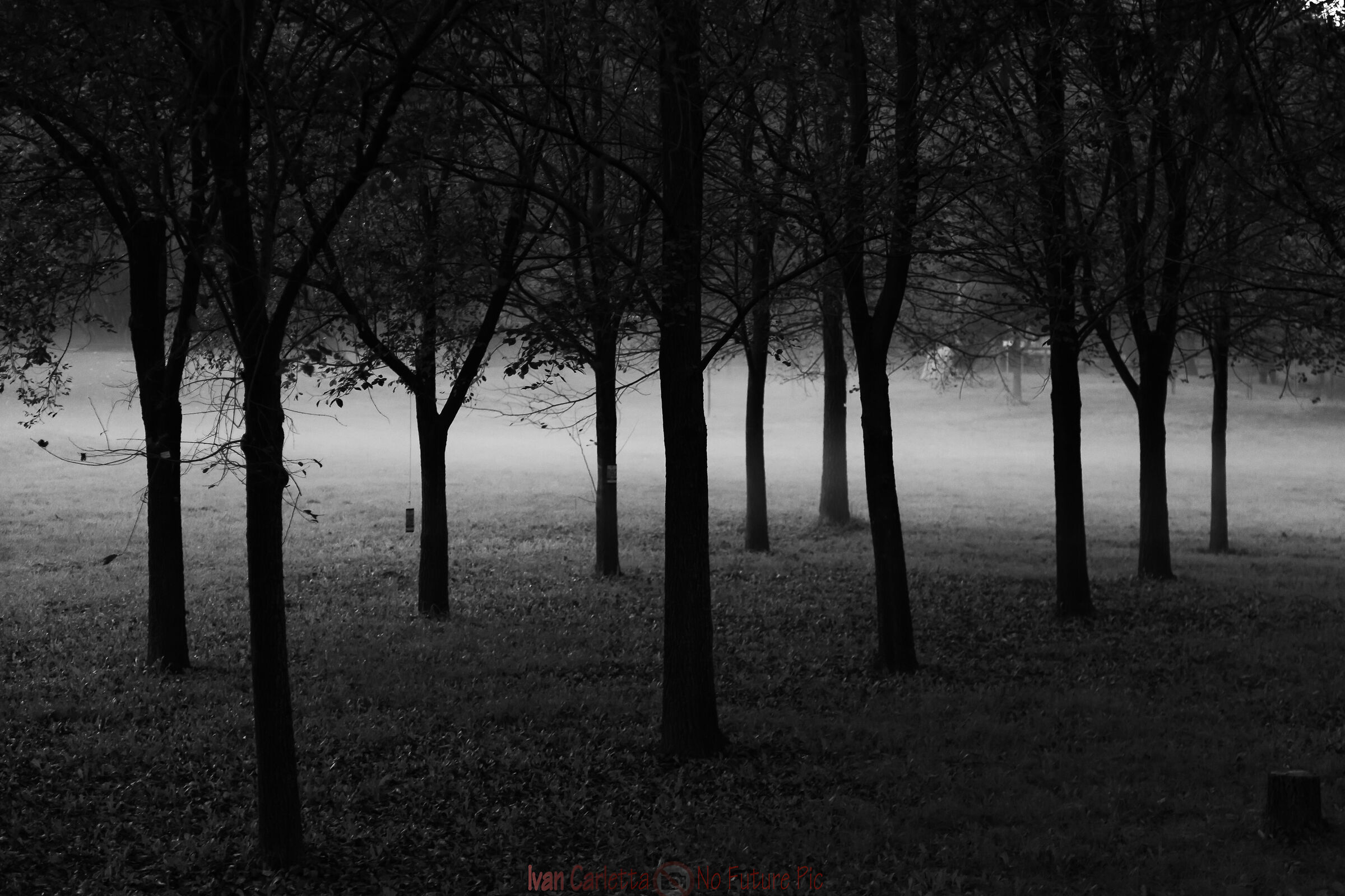 Passeggiata nella nebbia