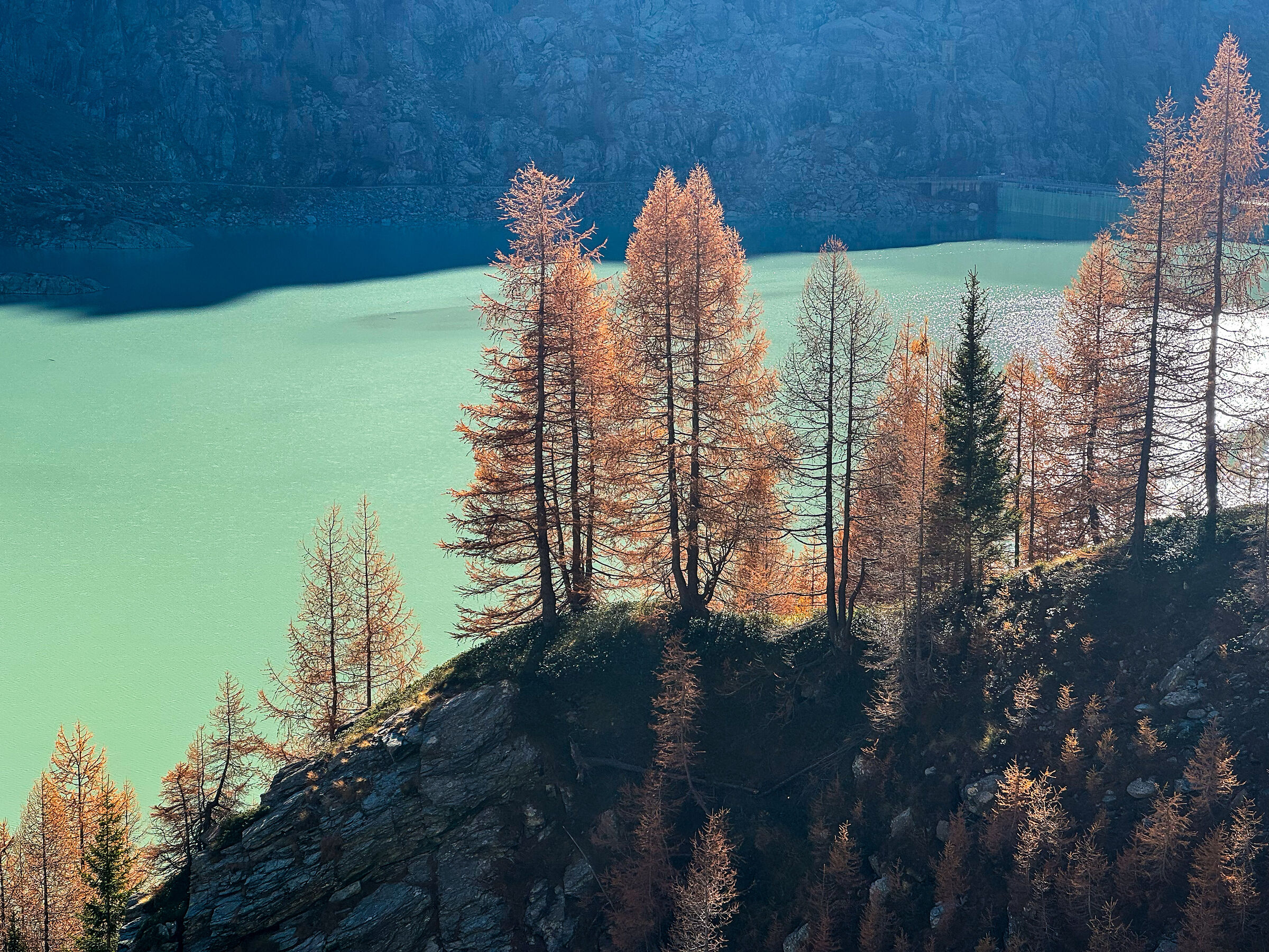 The resilience of the larch