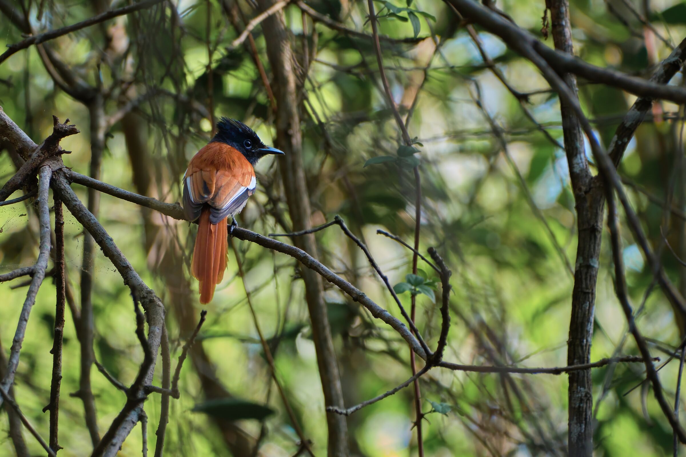 Pigliamosche del paradiso africano