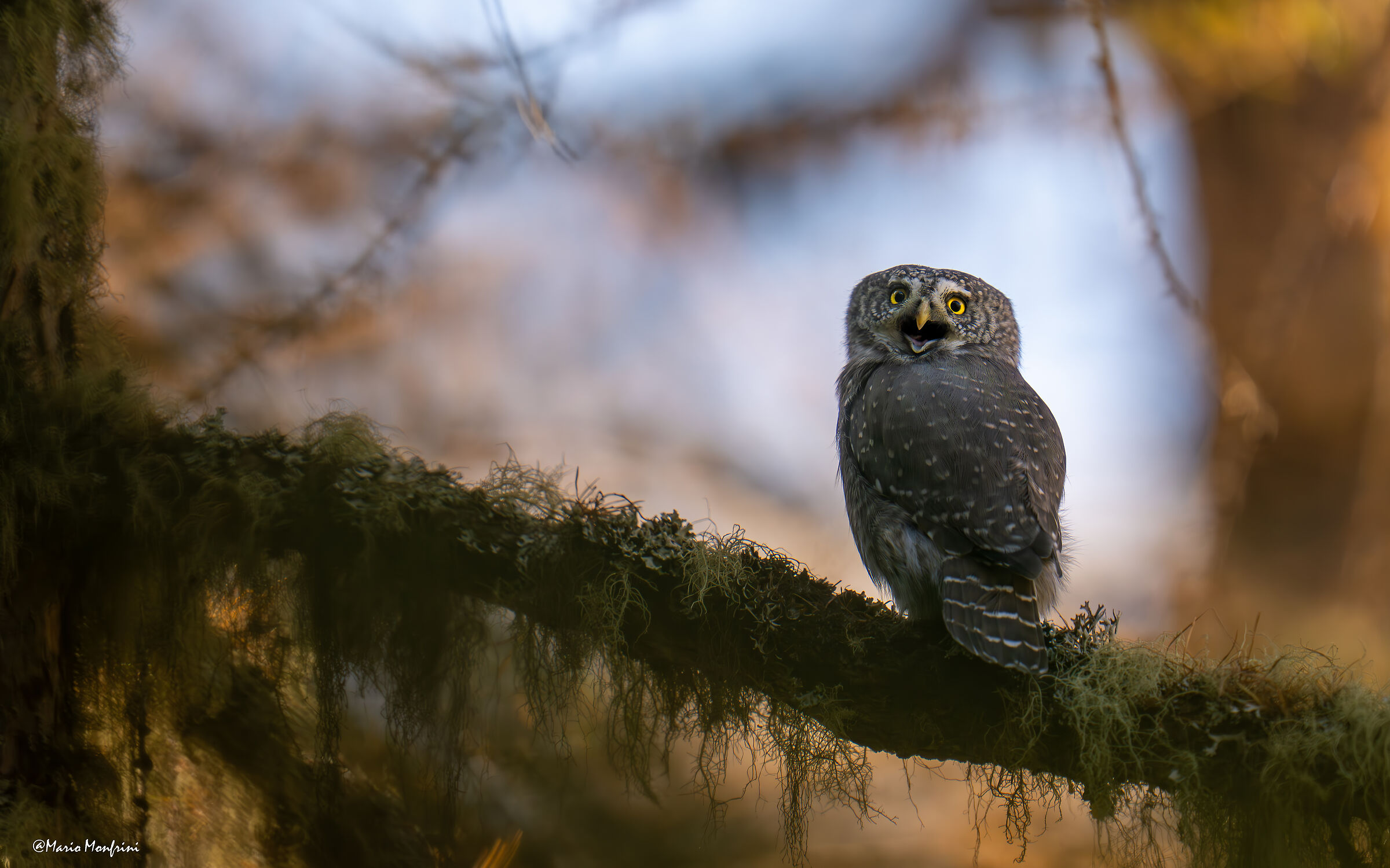 The voice of the forest