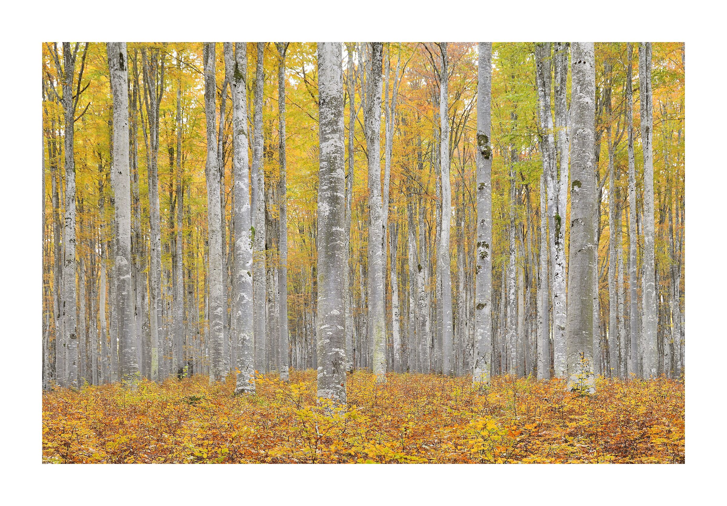 Inizio d'autunno