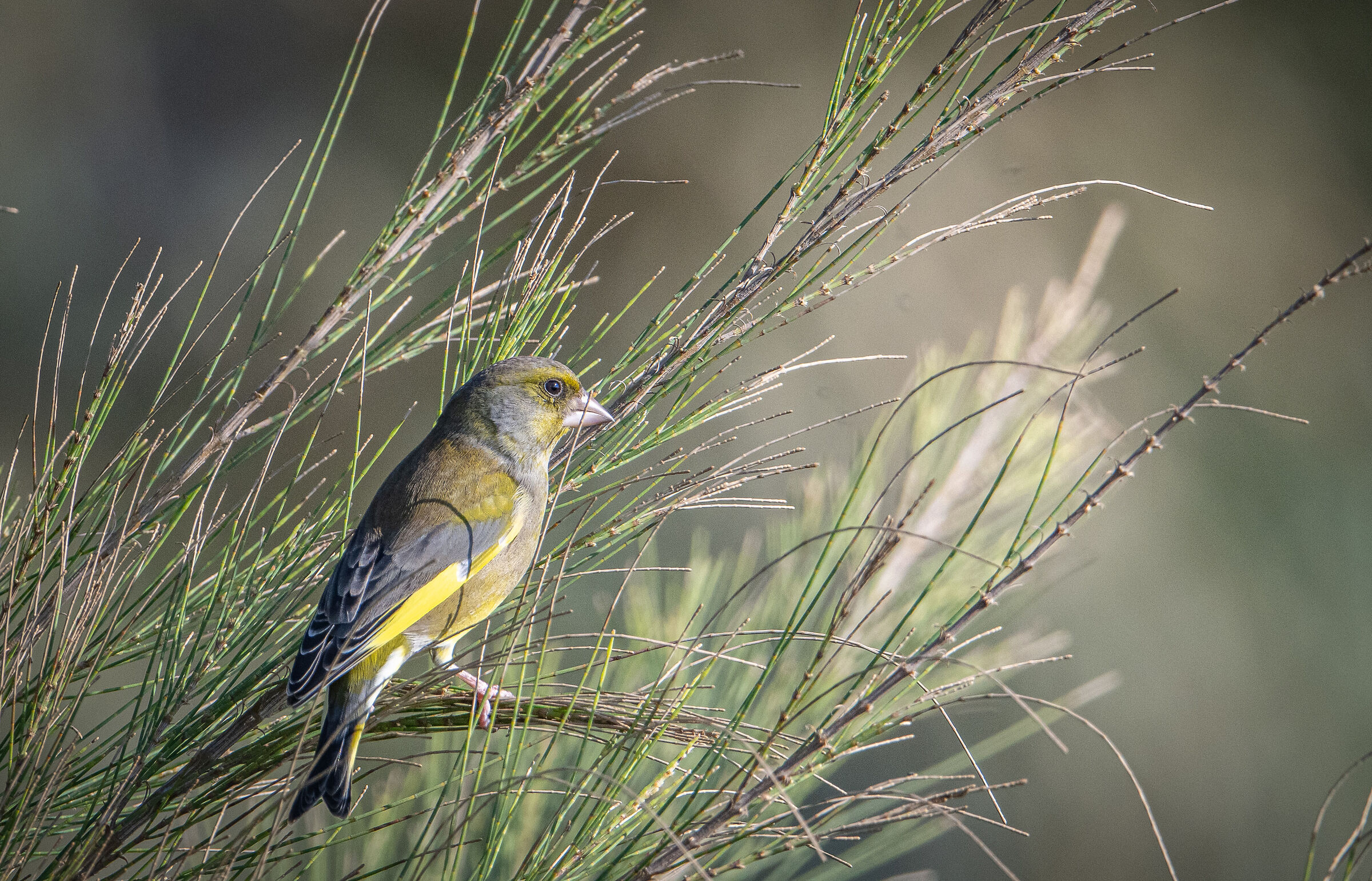 Greenfinch