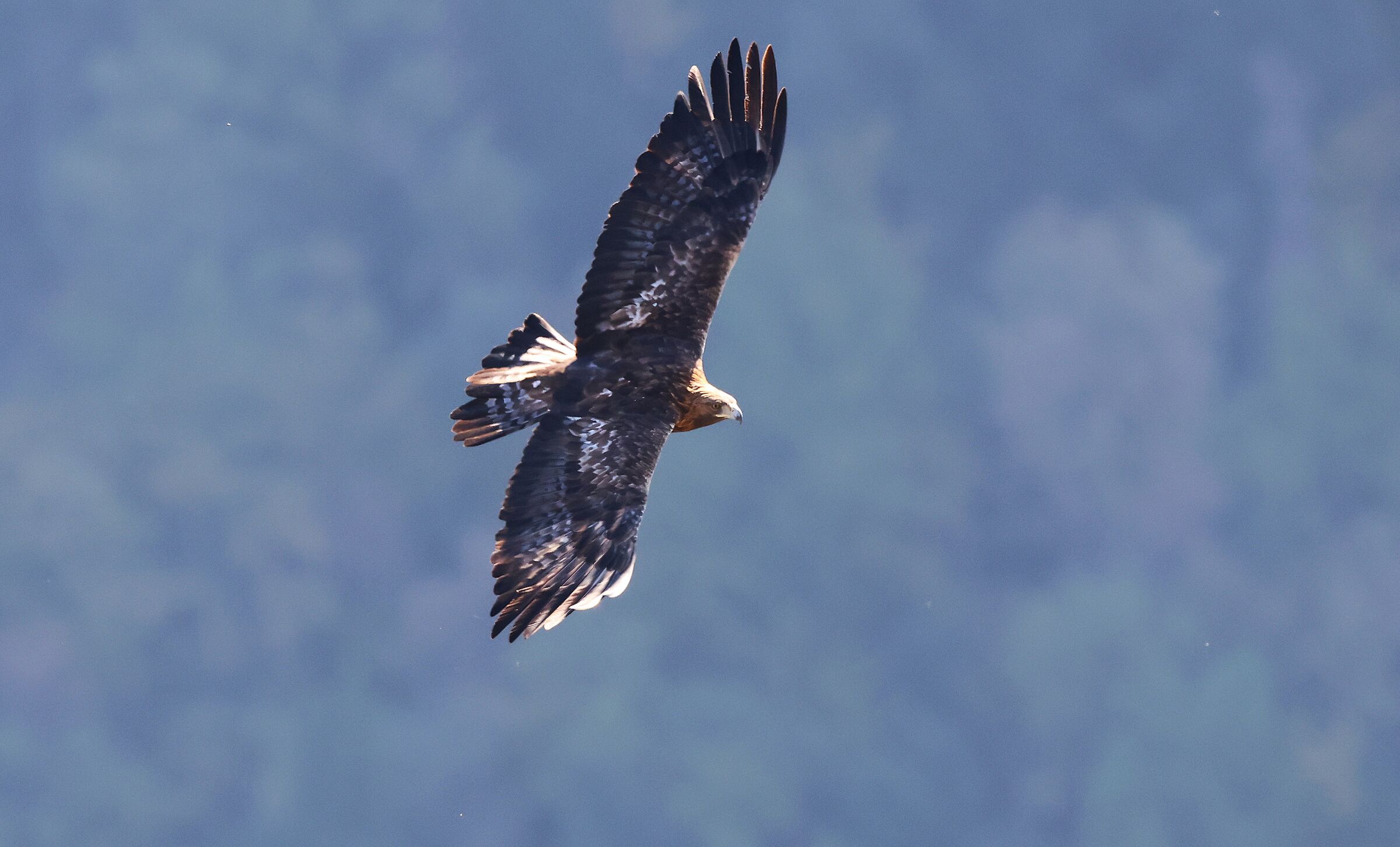 Eagle of the Melfa Gorges
