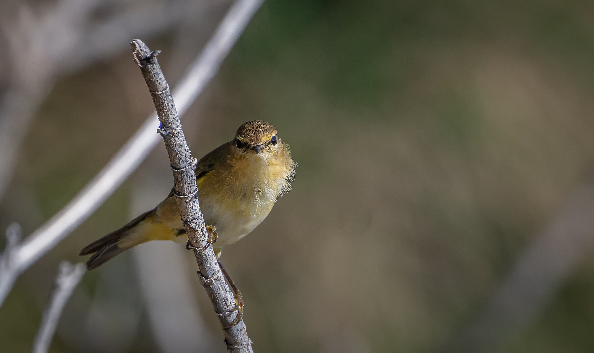 Chiffchaff