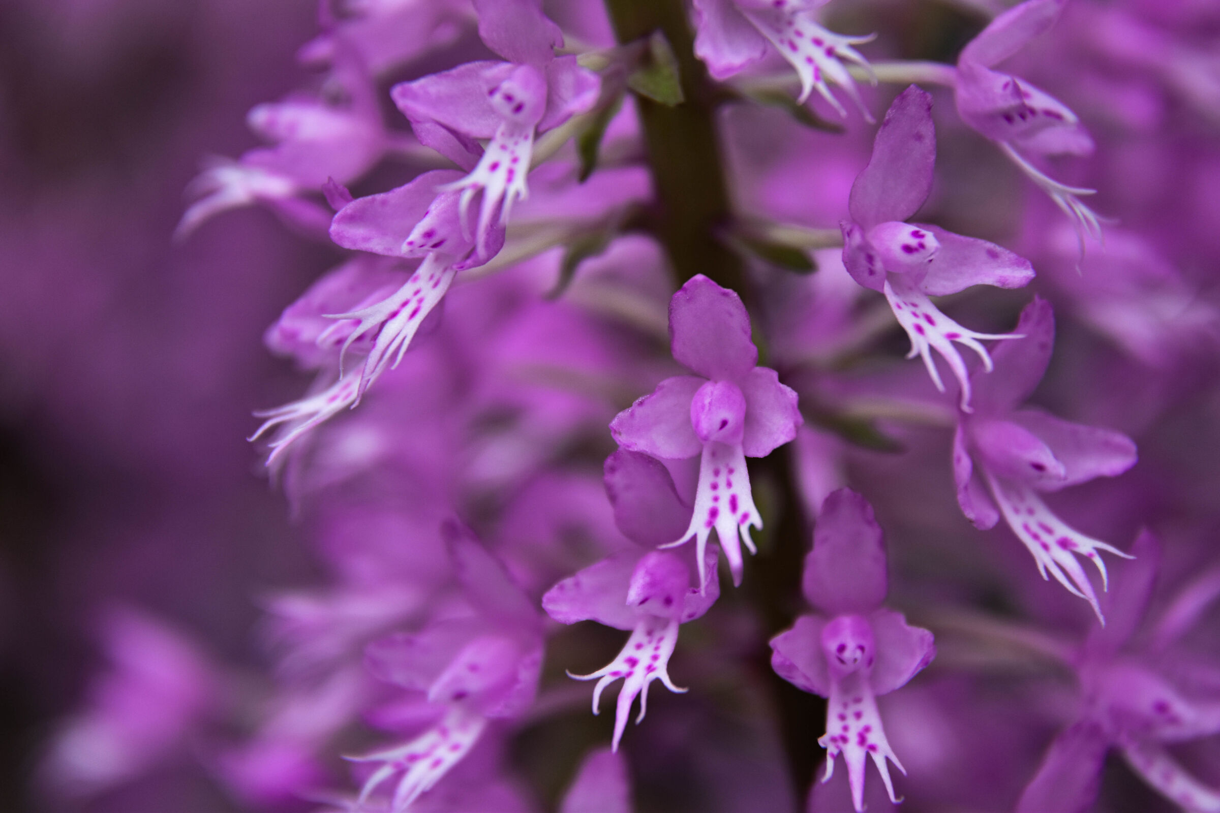 Stenoglottis longifolia