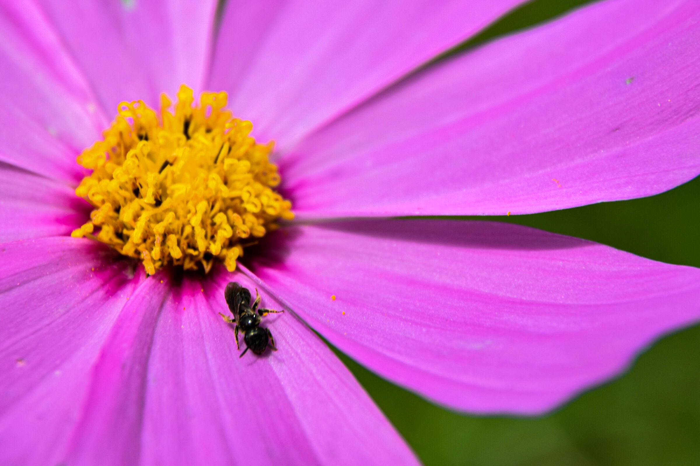 La formica e la crocosmia rosa