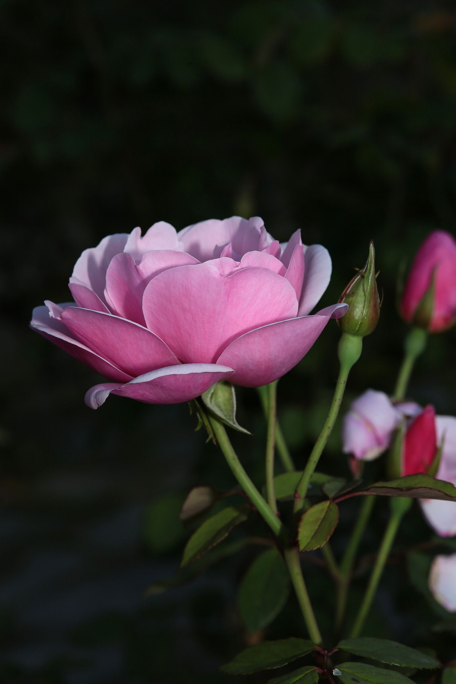 Bella come una rosa