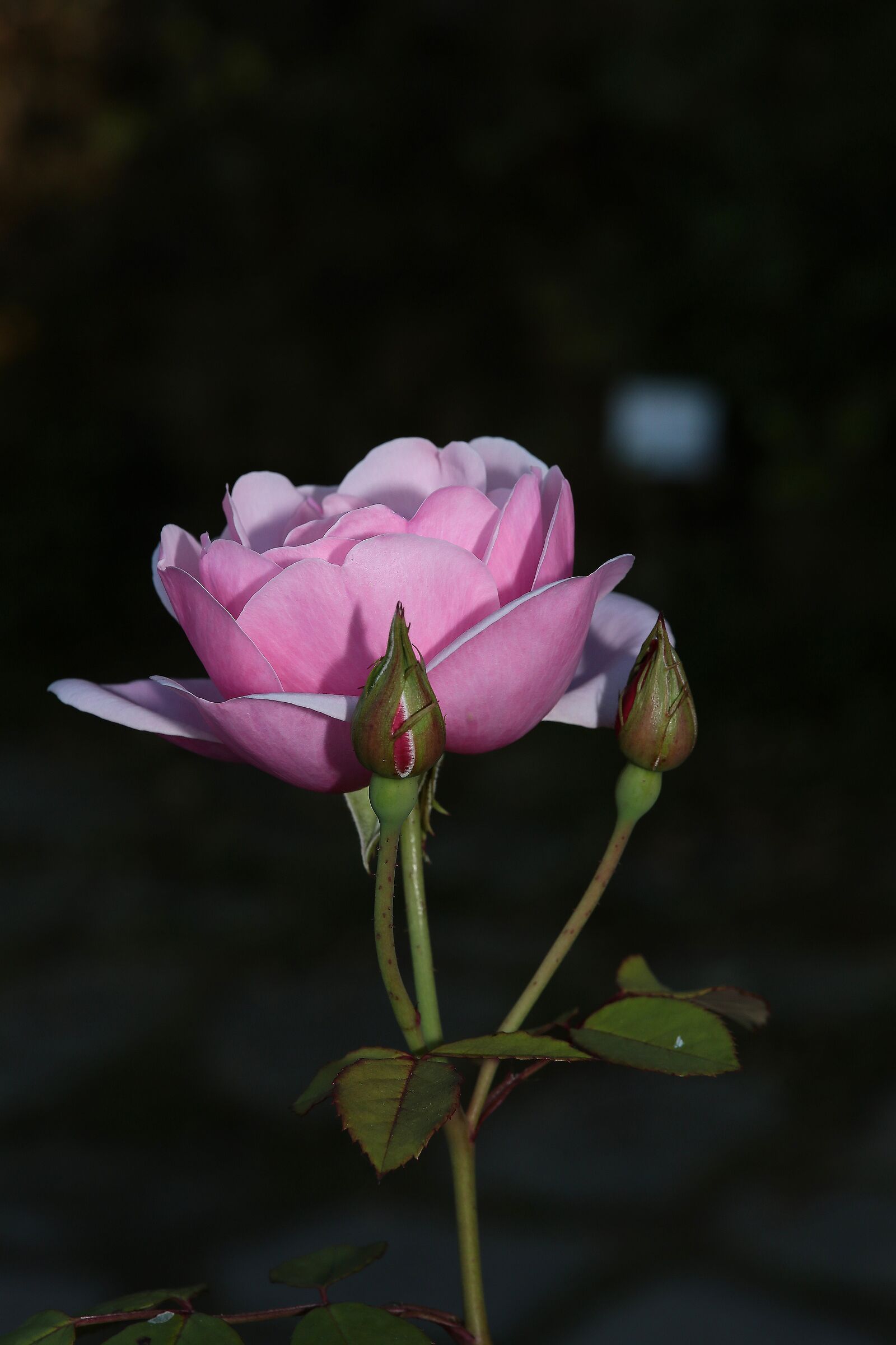 Bella come una rosa