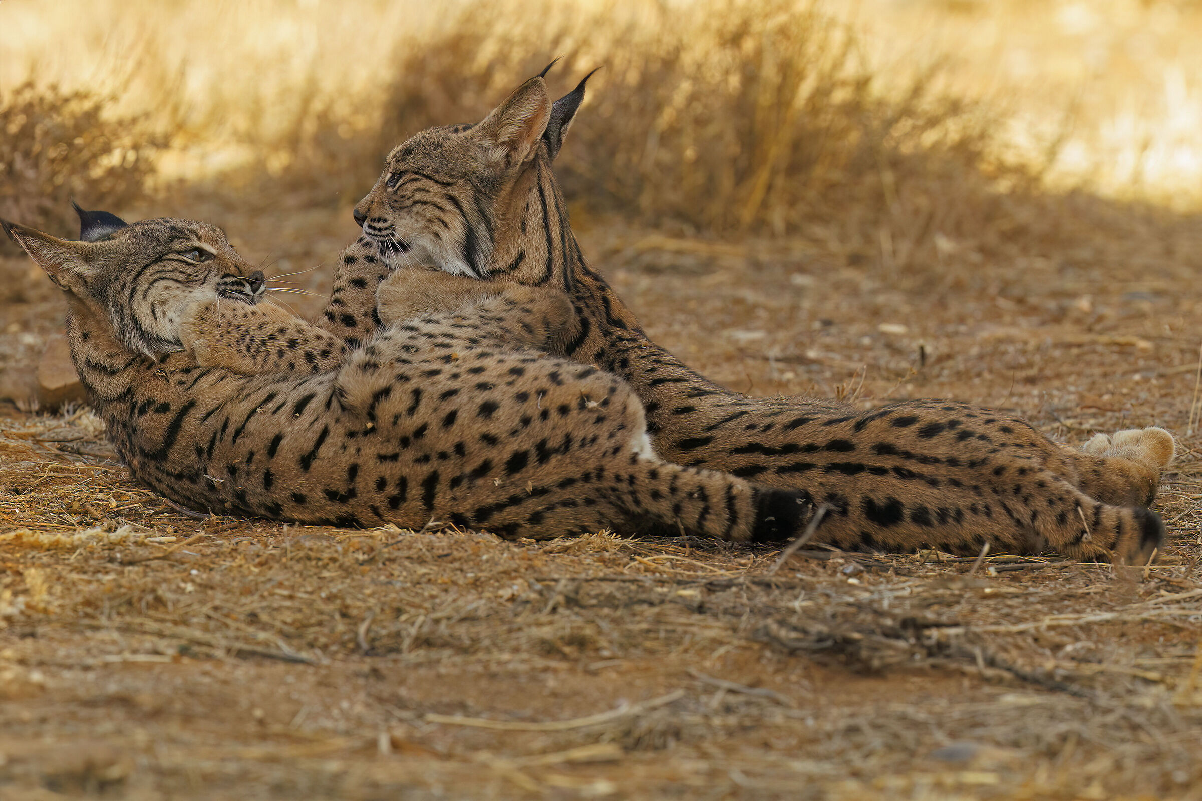 Small lynxes