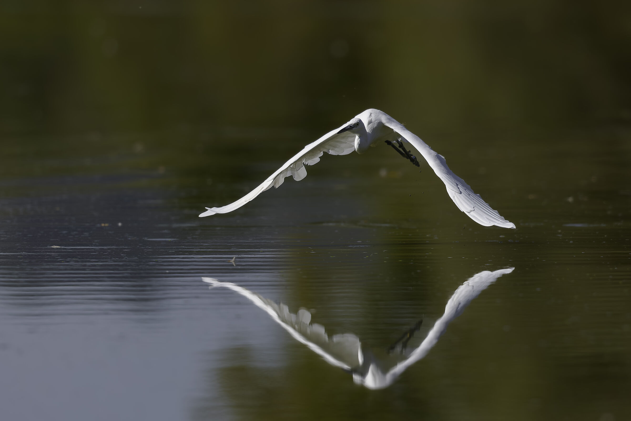Mirror flight!