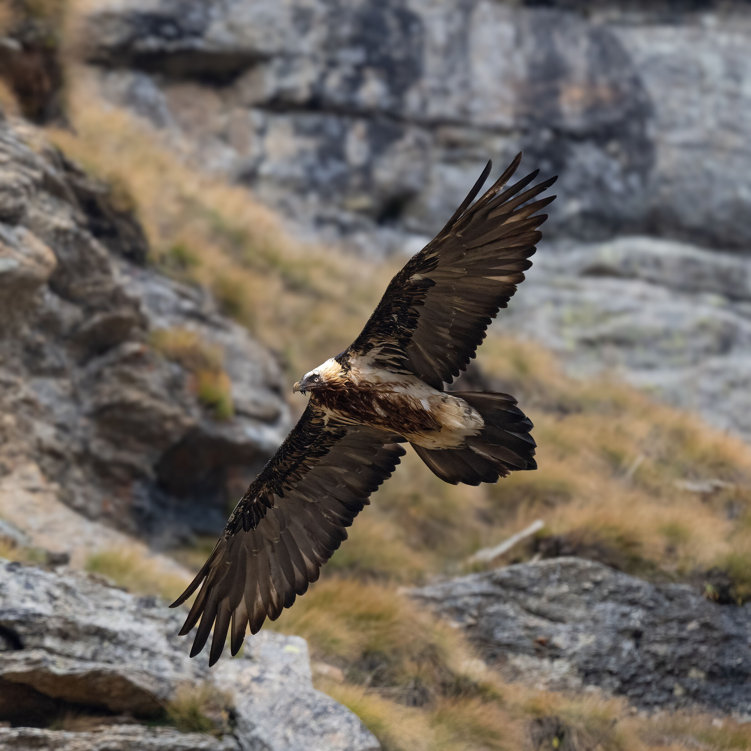 Gypaetus barbatus - Gran Paradiso National Park