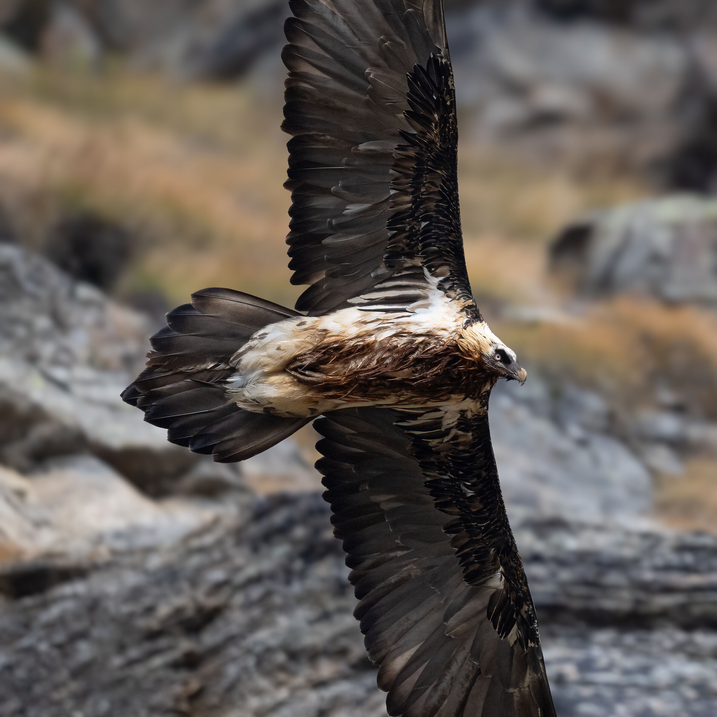 Gypaetus barbatus - Gran Paradiso National Park