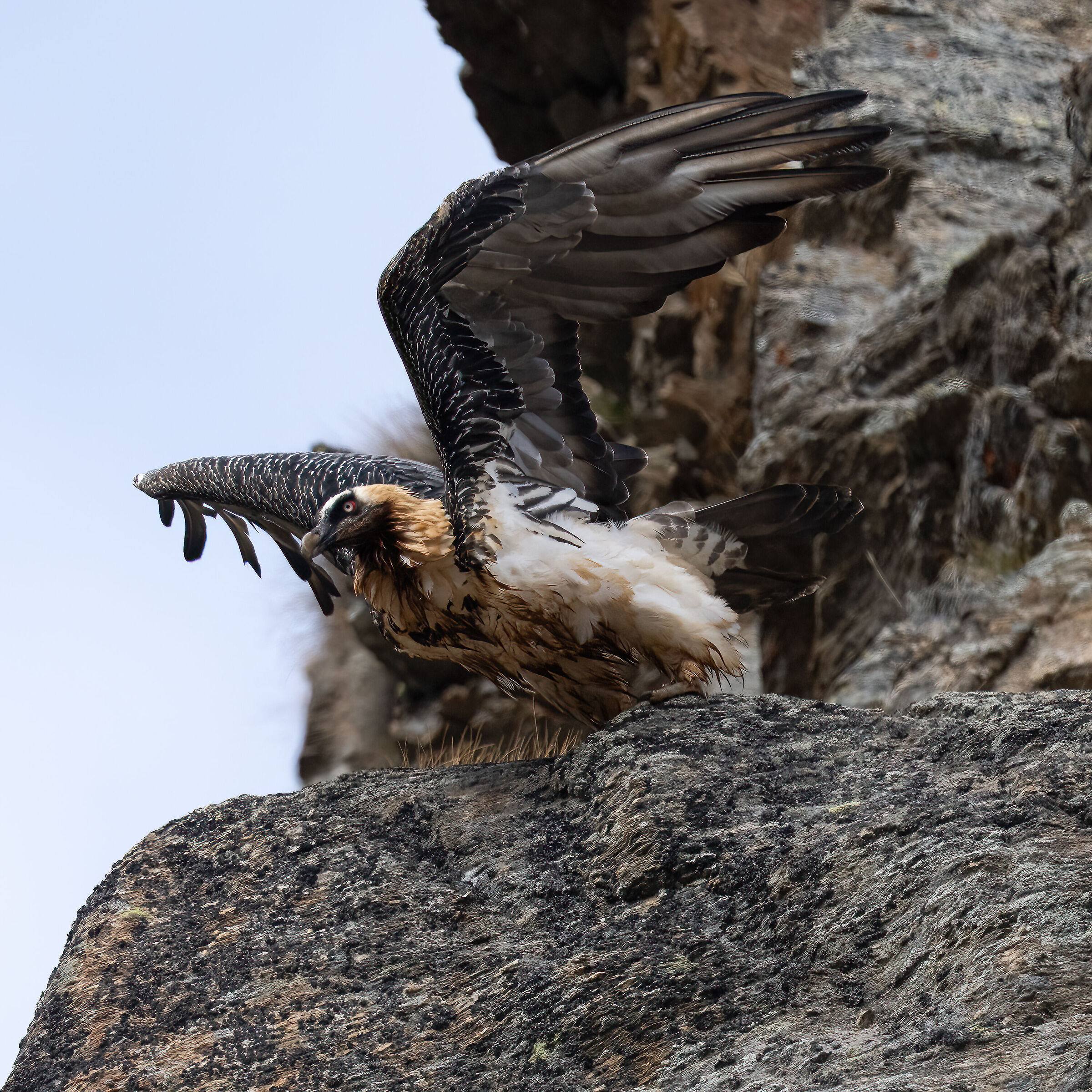 Gypaetus barbatus - Gran Paradiso National Park