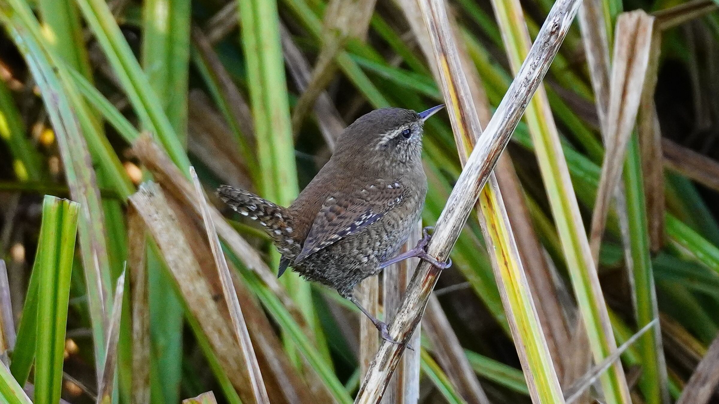 Wren