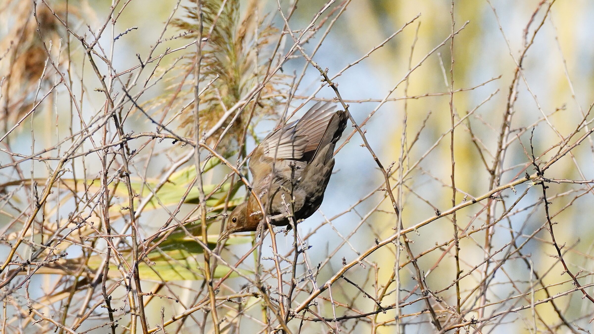 Female blackbird