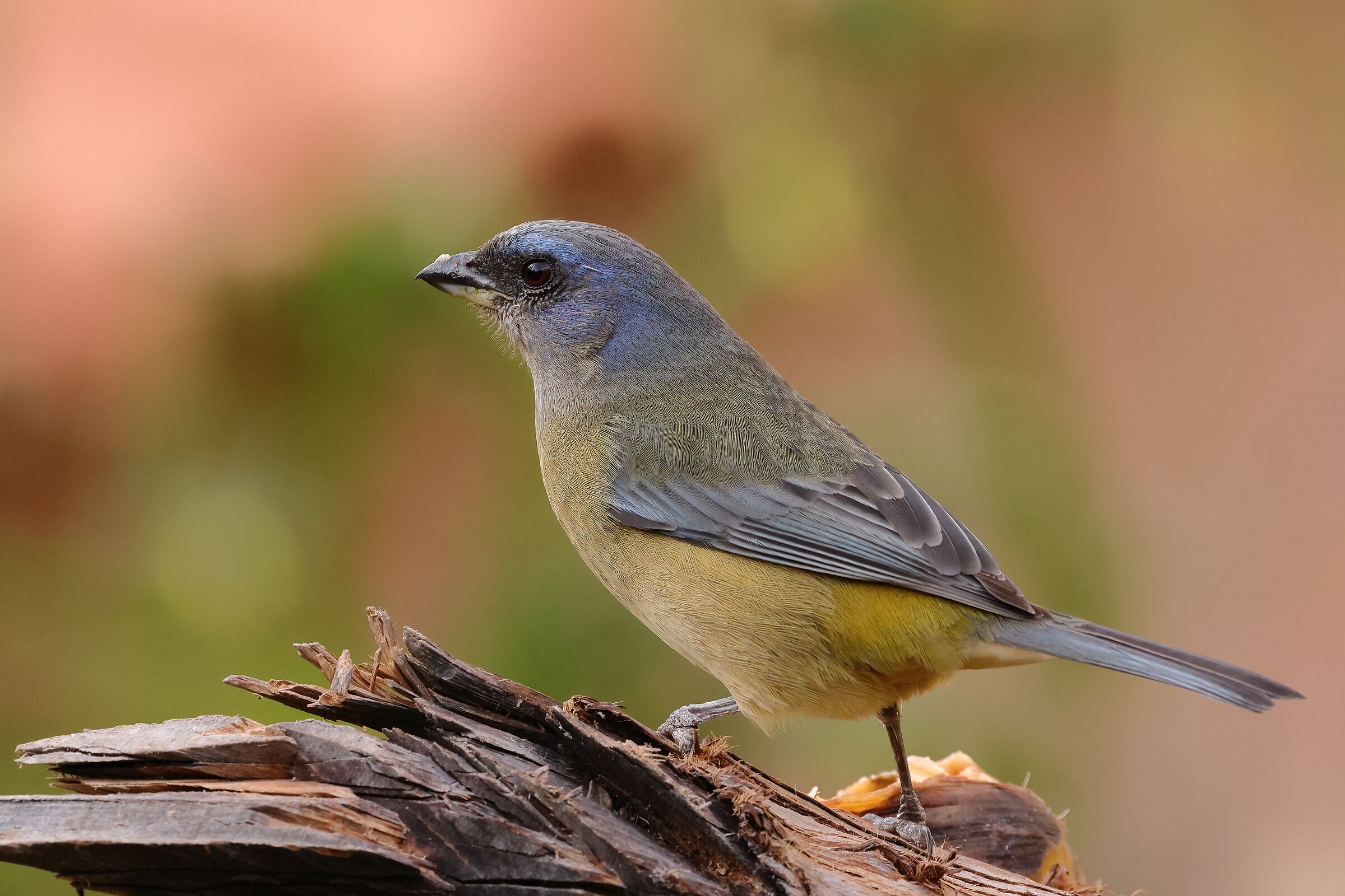 Tangara blu e gialla