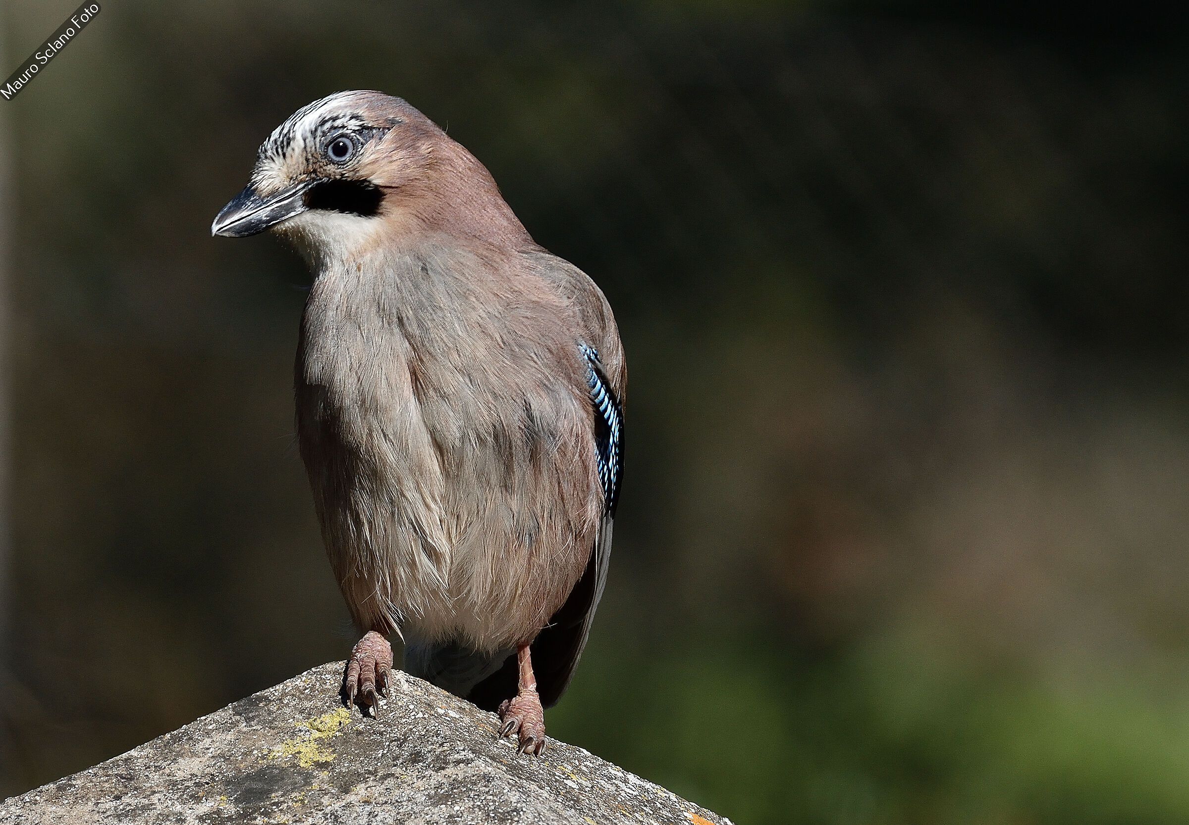 Jay
